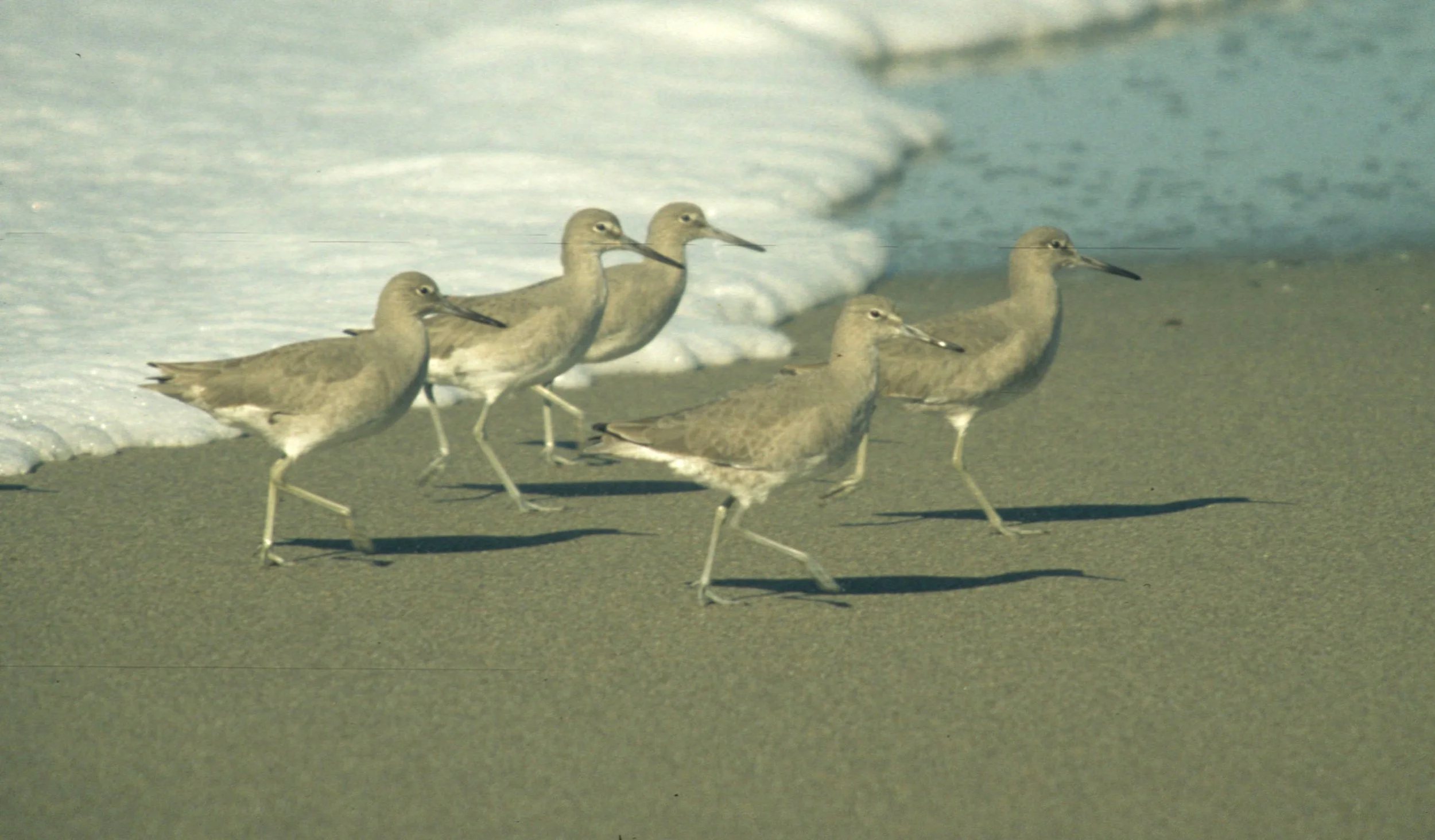 BIRD - WILLET - POINT REYES B.jpg