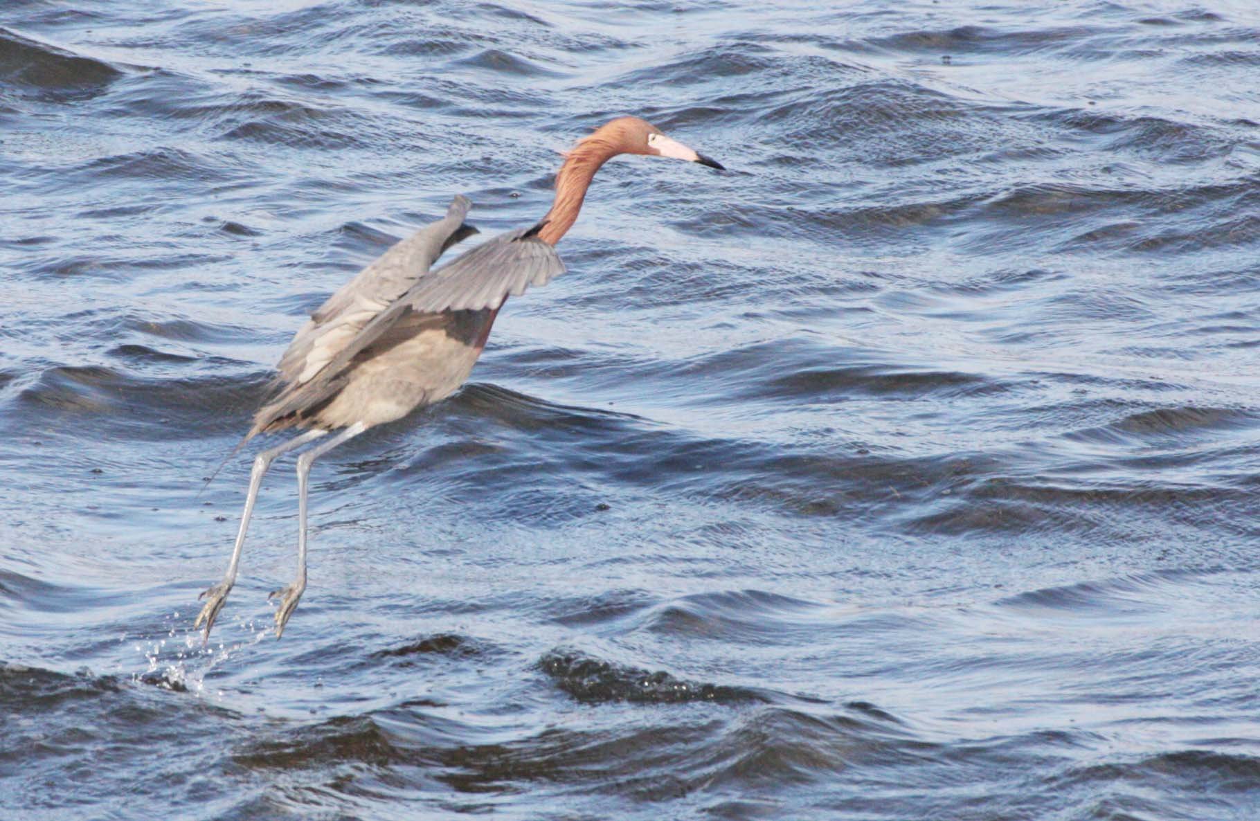 EGRET - REDDISH EGRET - Egretta rufescens - SAN IGNACIO LAGOON BAJA MEXICO (42).JPG