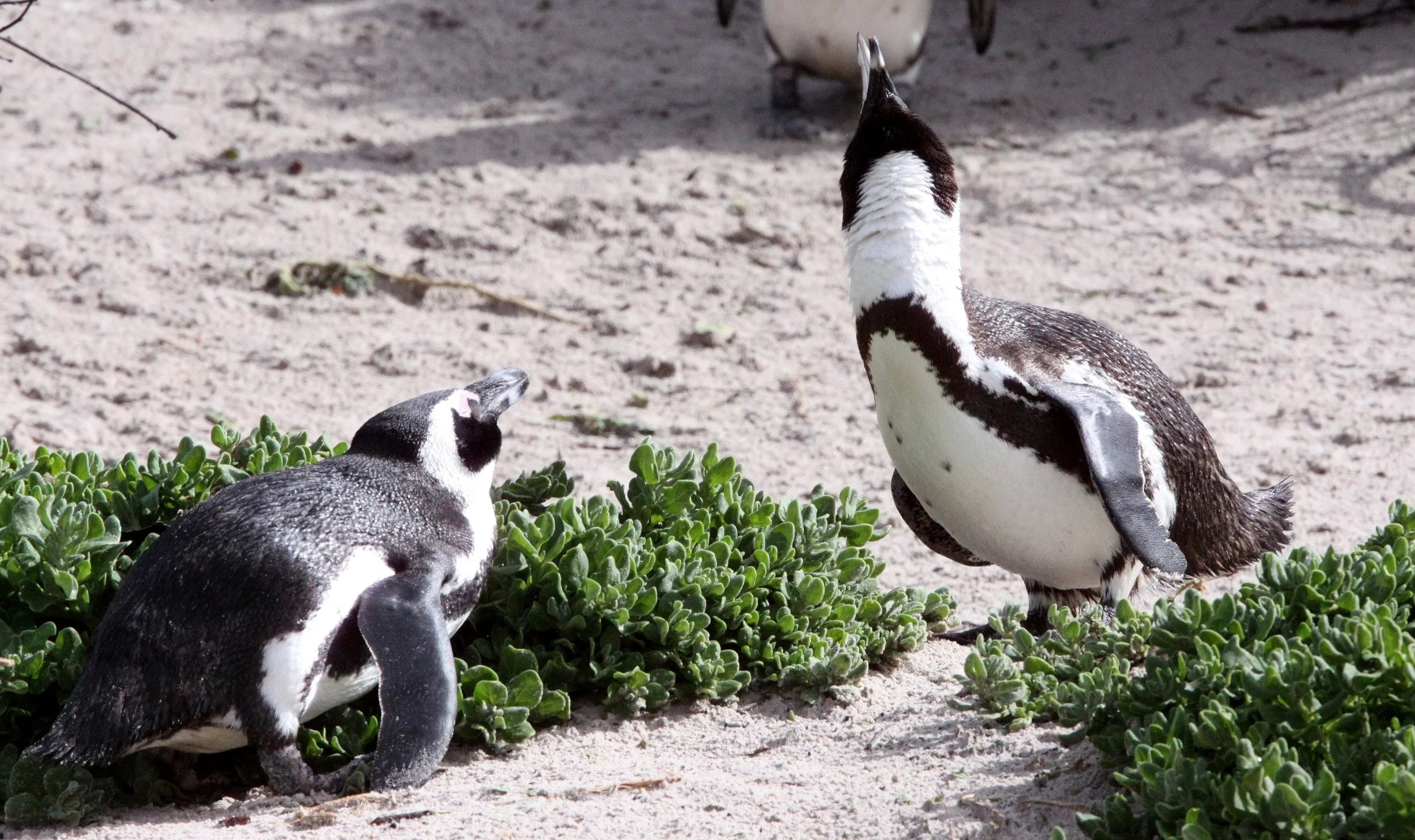 Jackass or African Penguin (Spheniscus demersus) Simon's Town Rookery, Table Mountain NP South Africa (93).JPG