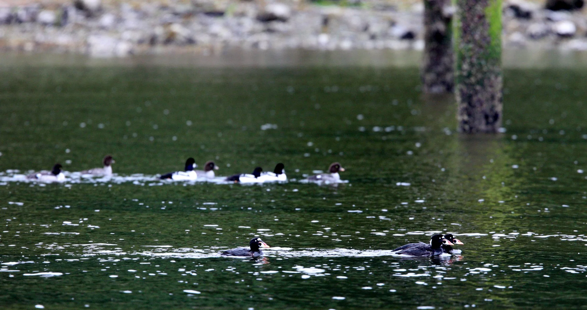 SCOTER - SURF SCOTER - Melanitta perspicillata - KNIGHT'S INLET BRITISH COLUMBIA (5).JPG