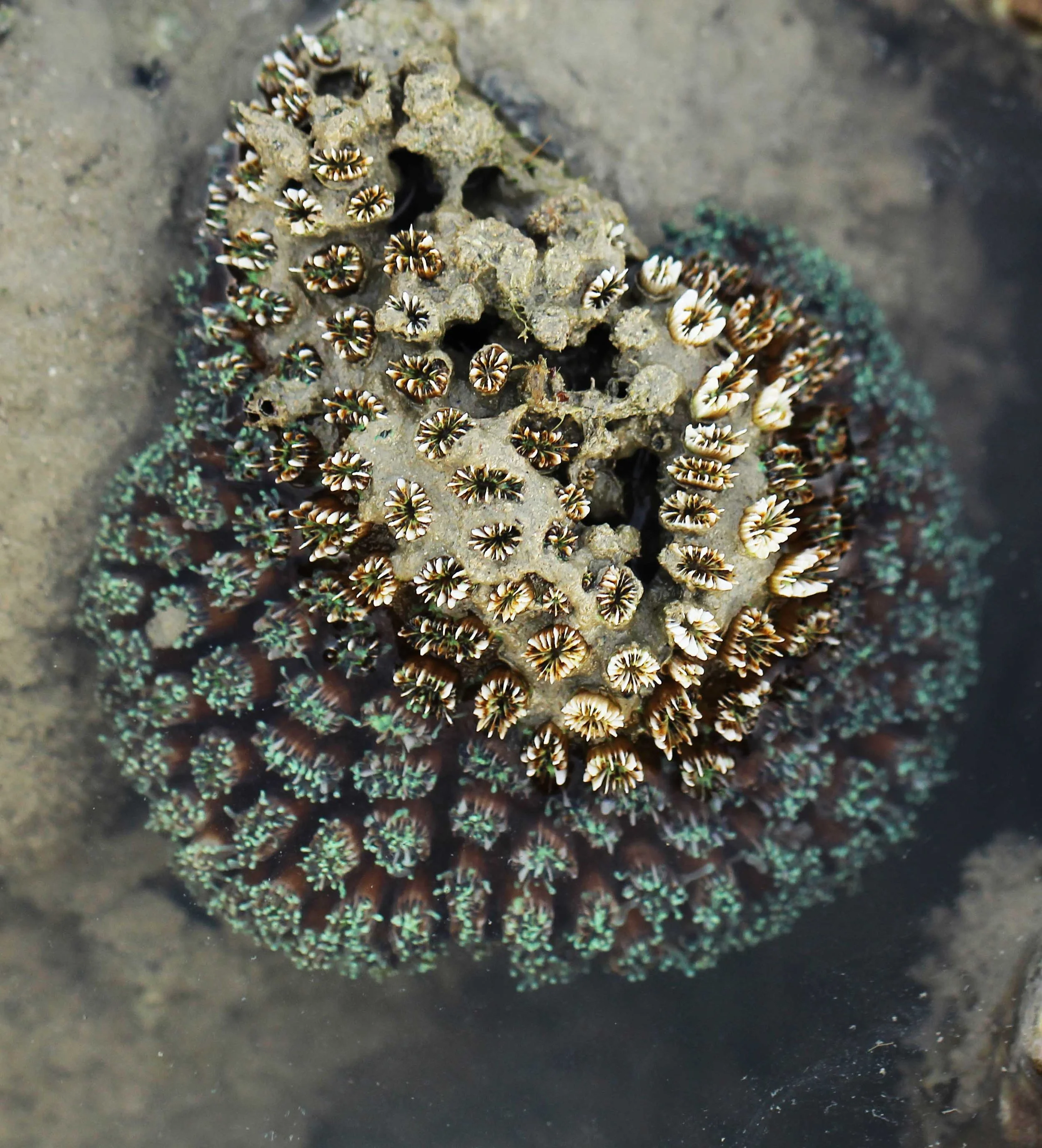 2015 Koh Lanta Songkran with friends from ISB (663).JPG