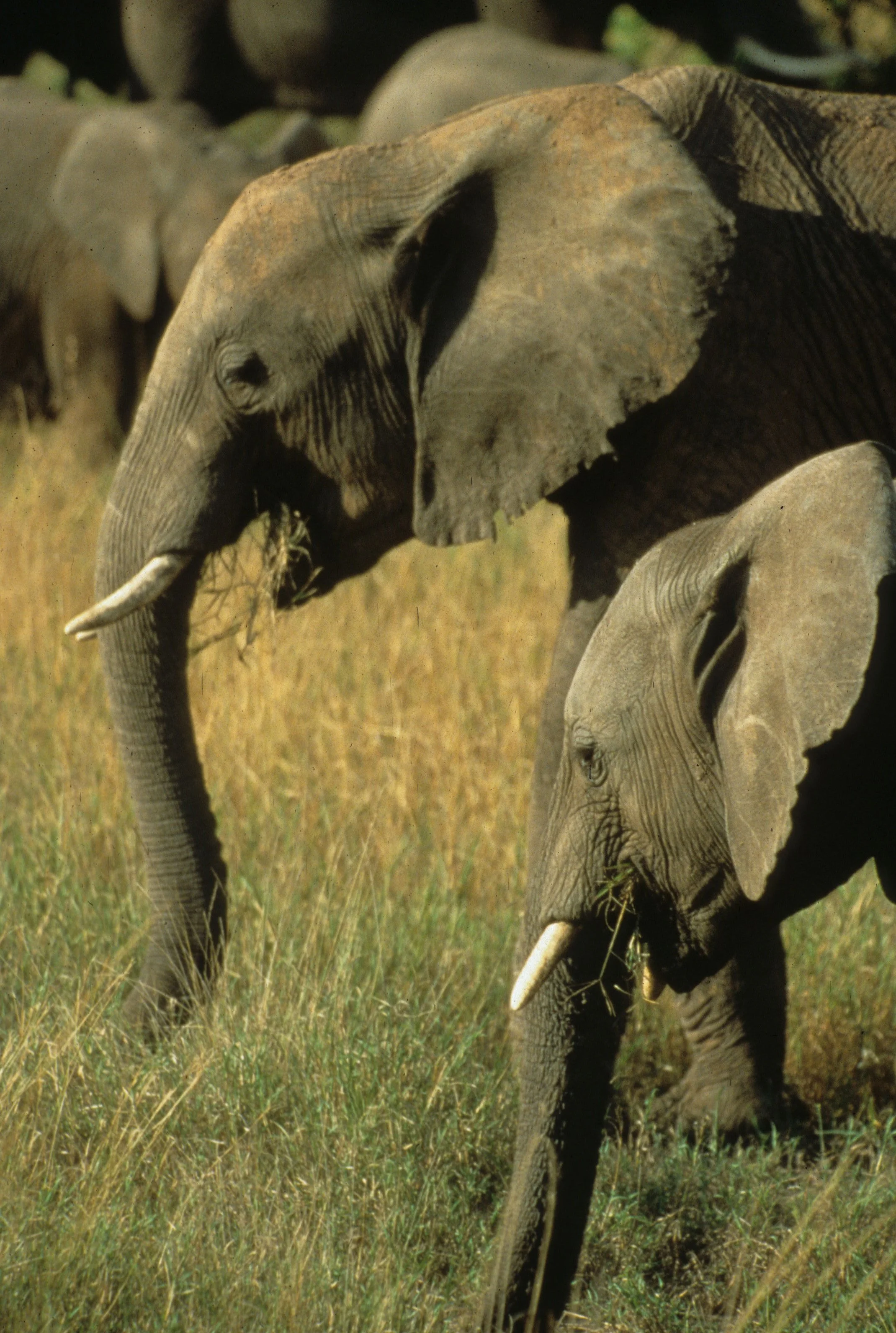 ELEPHANT - SERENGETI 21.jpg