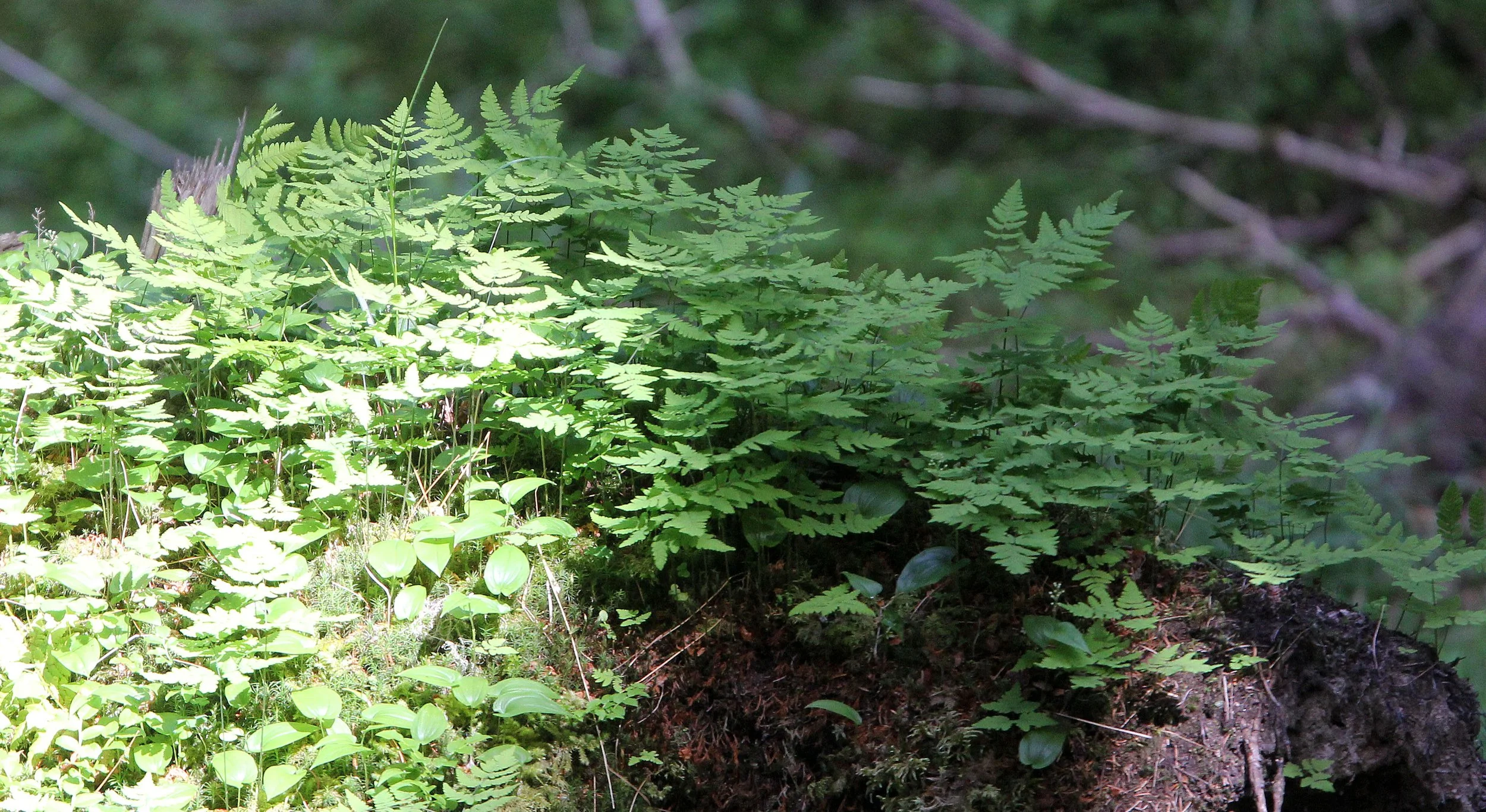 STELVIO NATIONAL PARK ITALY (158).JPG