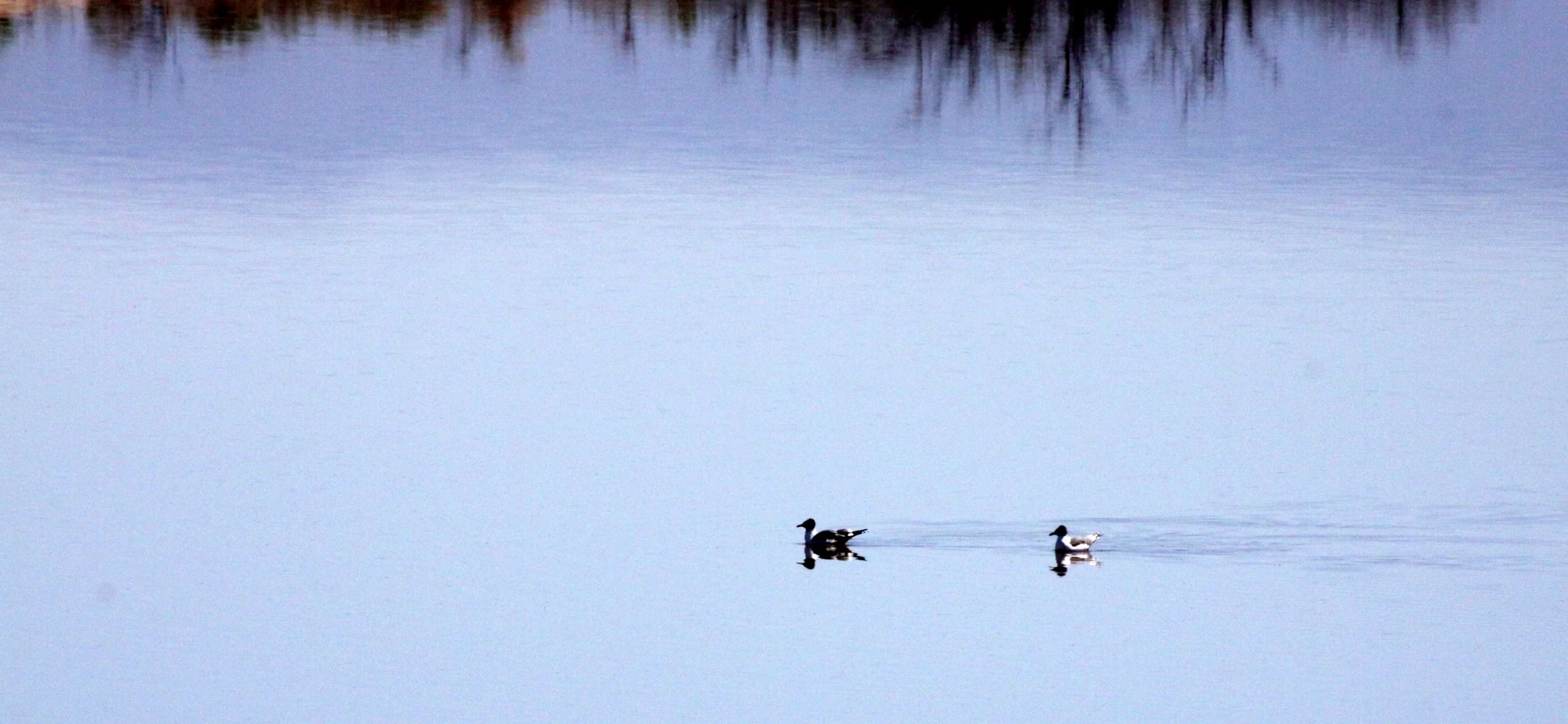 BIRD - GULL - FRANKLIN'S GULL - ALAMOGORDO NEW MEXICO - WETLANDS DUE SOUTH.JPG