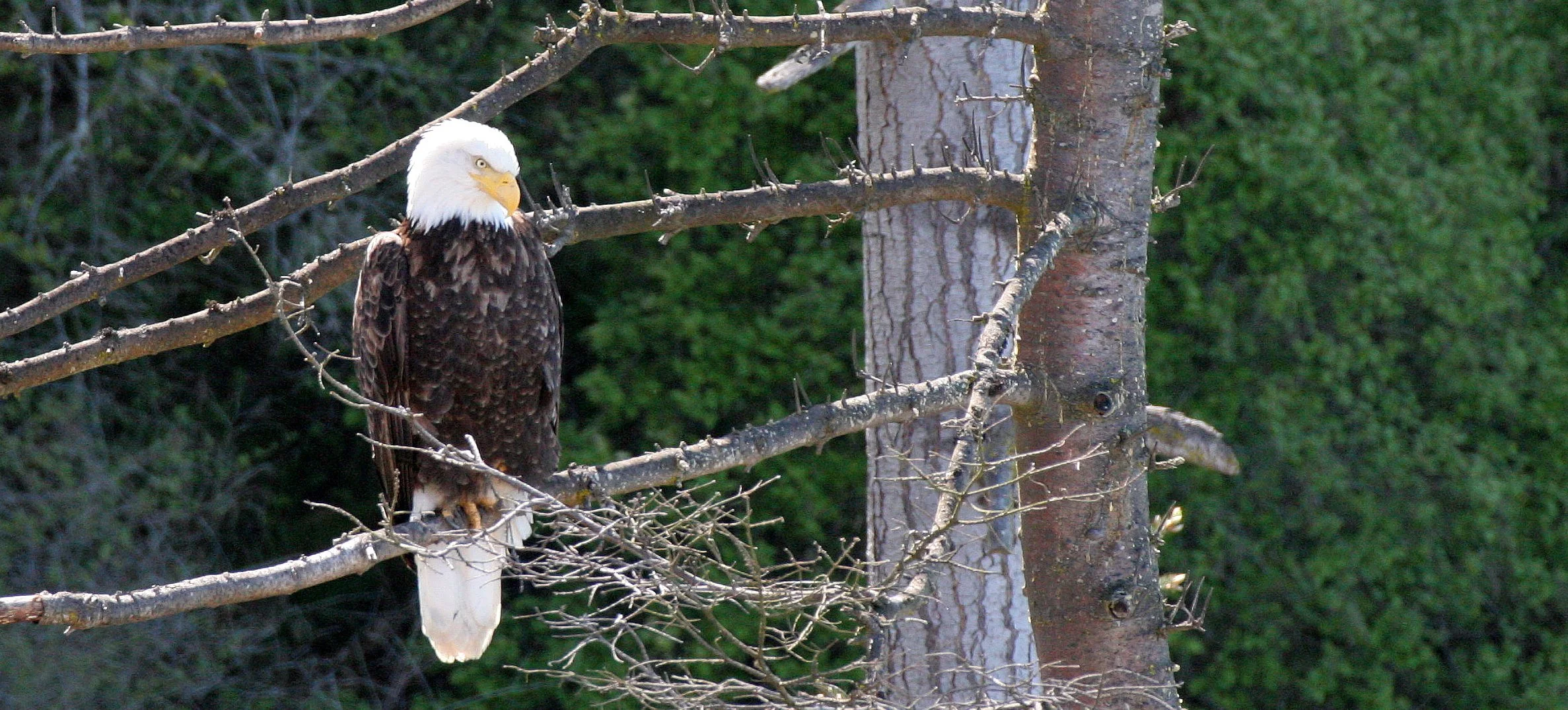 Haliaeetus leucocephalus - AMERICAN BALD EAGLE - LAKE FARM BLUFFS WASHINGTON (310).JPG