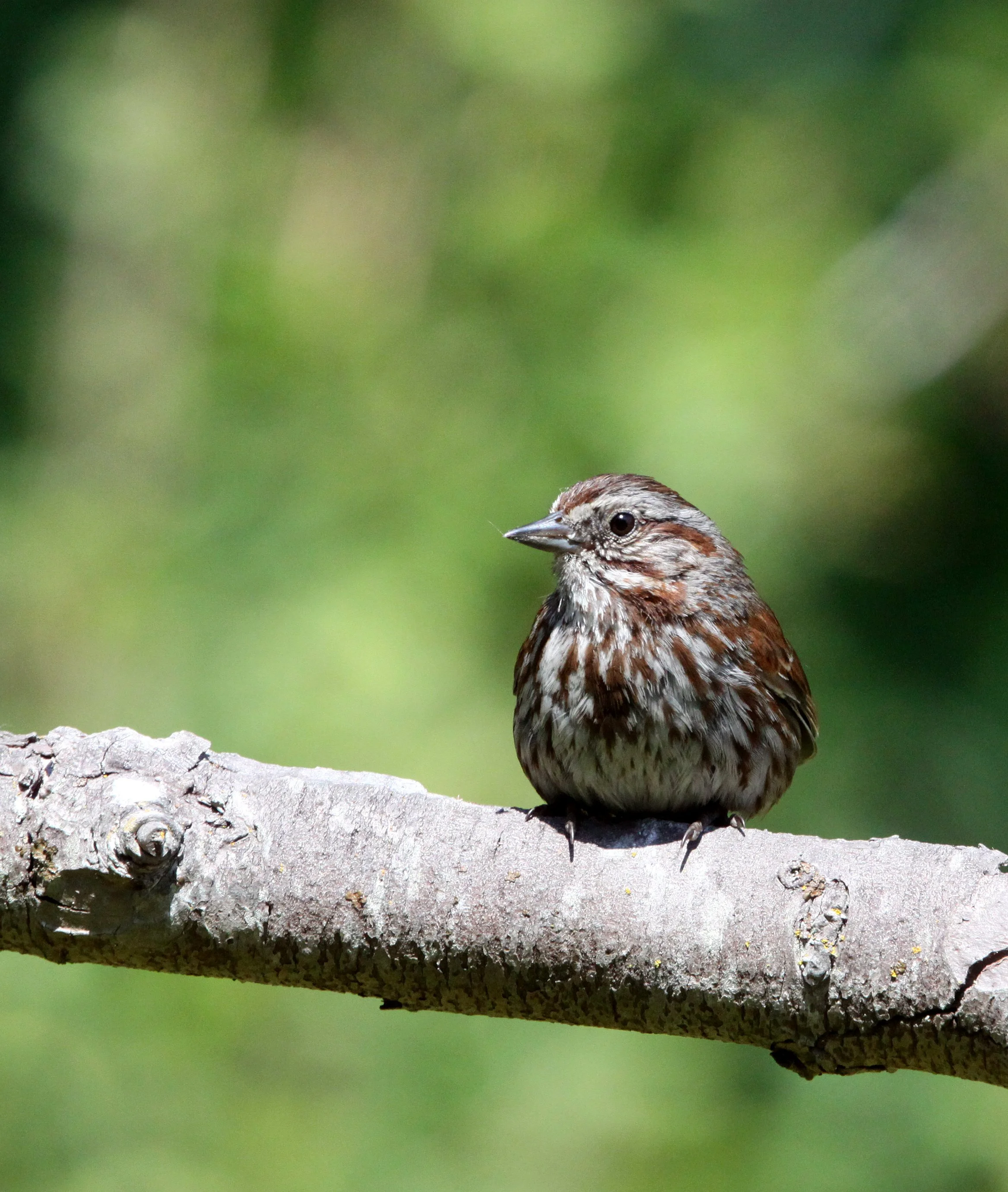 Song Sparrow (Melospiza melodia) Dungeness River at Railroad Park Washington (1).JPG
