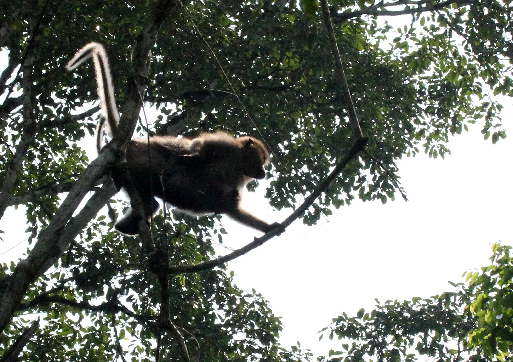 CERCOPITHECIDAE - Cercocebus agilis - AGILE MANGABEY - DZANGA NDOKI NATIONAL PARK CENTRAL AFRICAN REPUBLIC (66).JPG