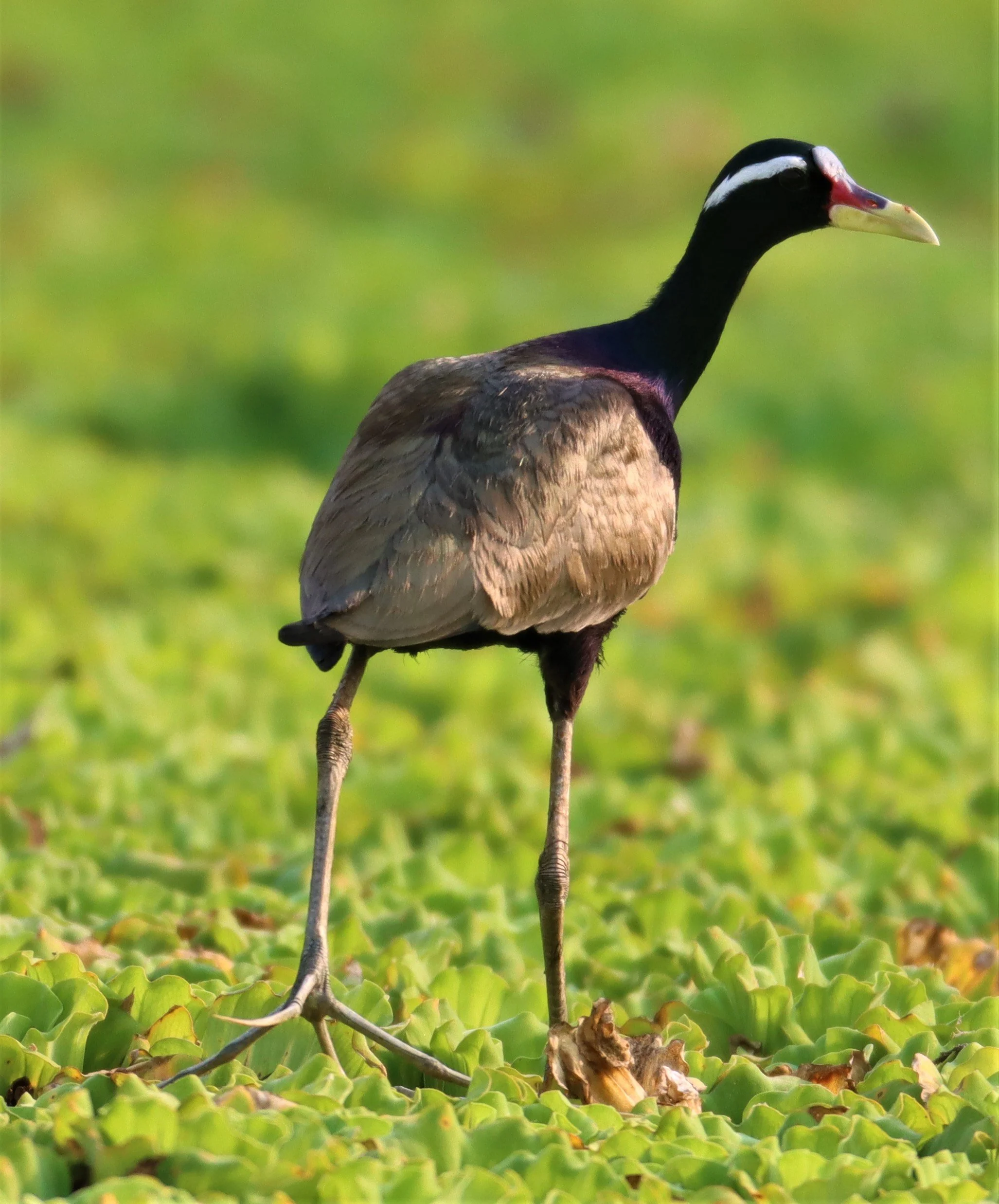 JACANA - BRONZE-WINGED JACANA - Metopidius indicus - LAT KRABANG WETLANDS NEAR BKK (34).jpg
