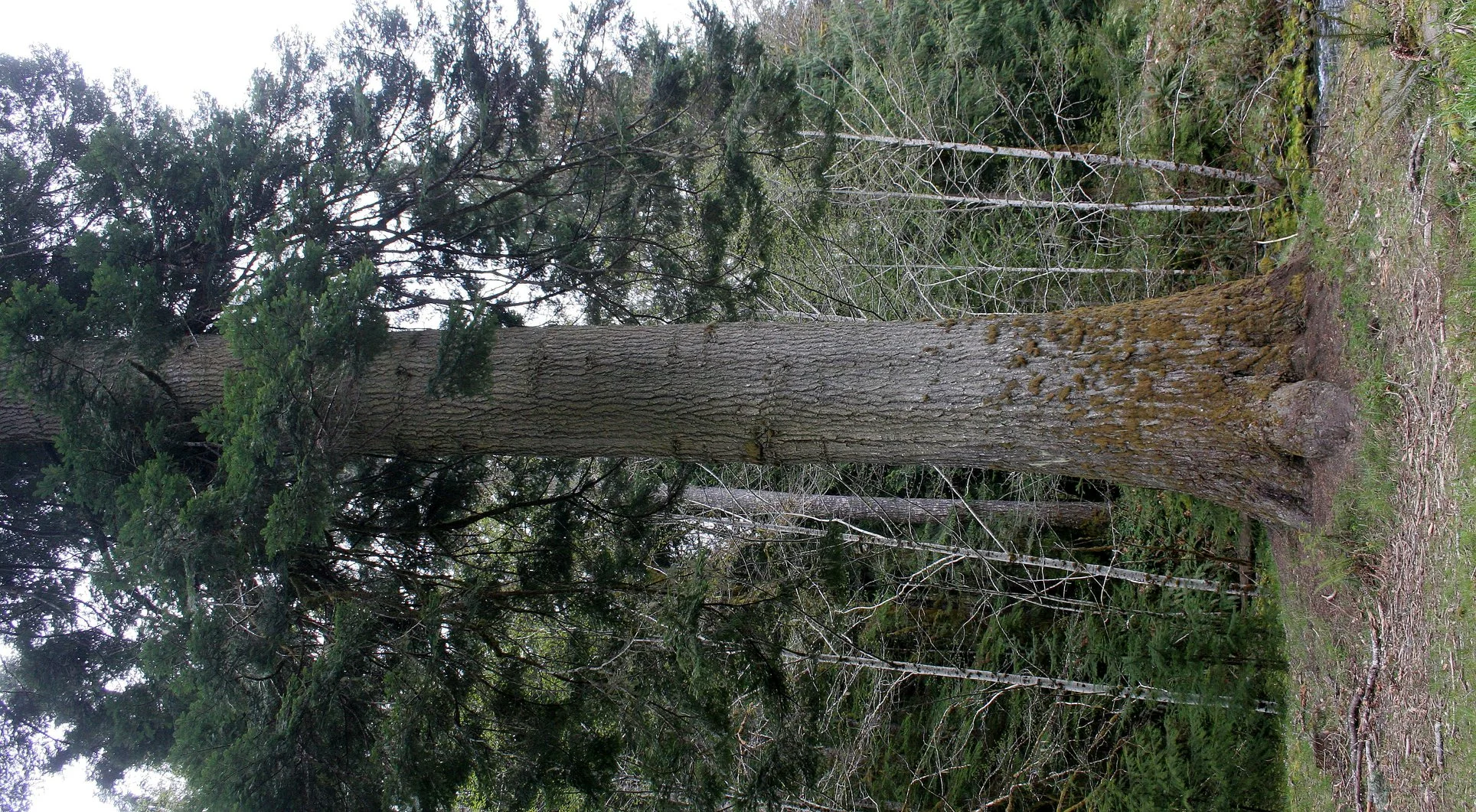 BARNES CREEK AND SURROUNDING FOREST (23).JPG