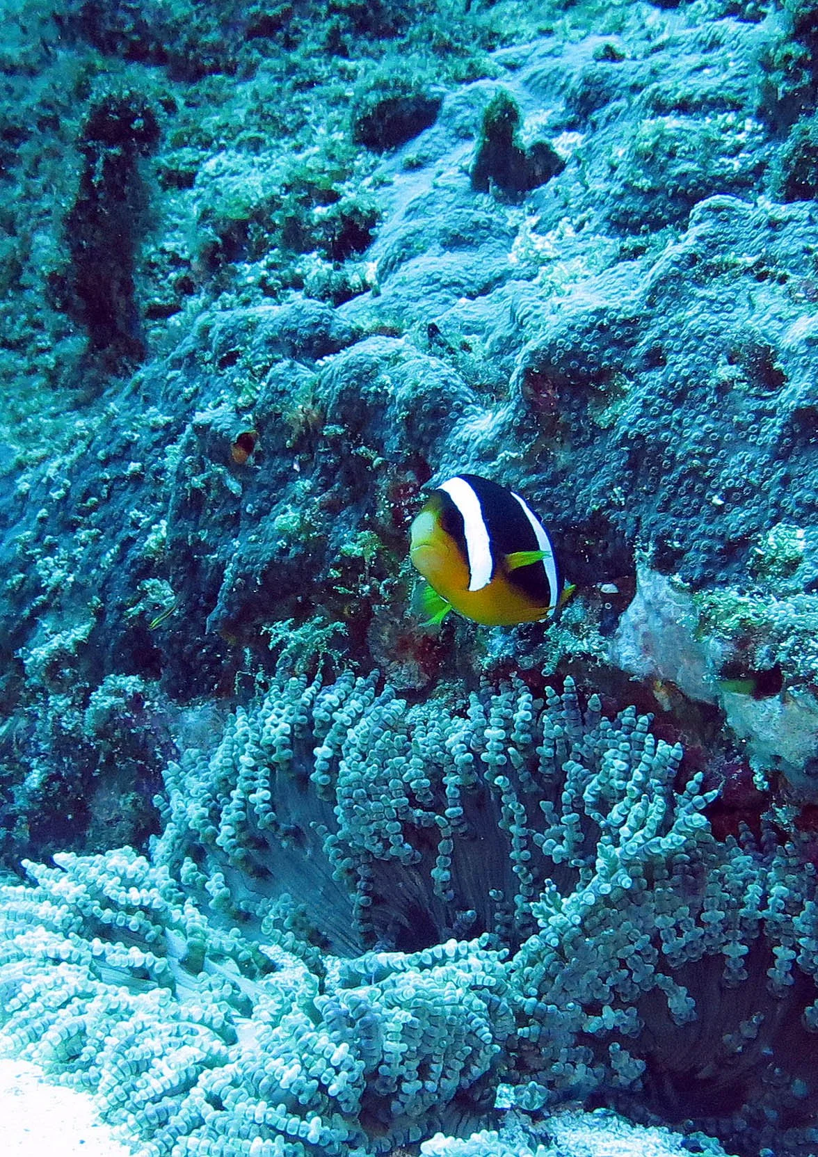 Pomacentridae - Amphiprion clarkii - Clark's Anemonefish - Similan Islands Marine Park Thailand (9).JPG