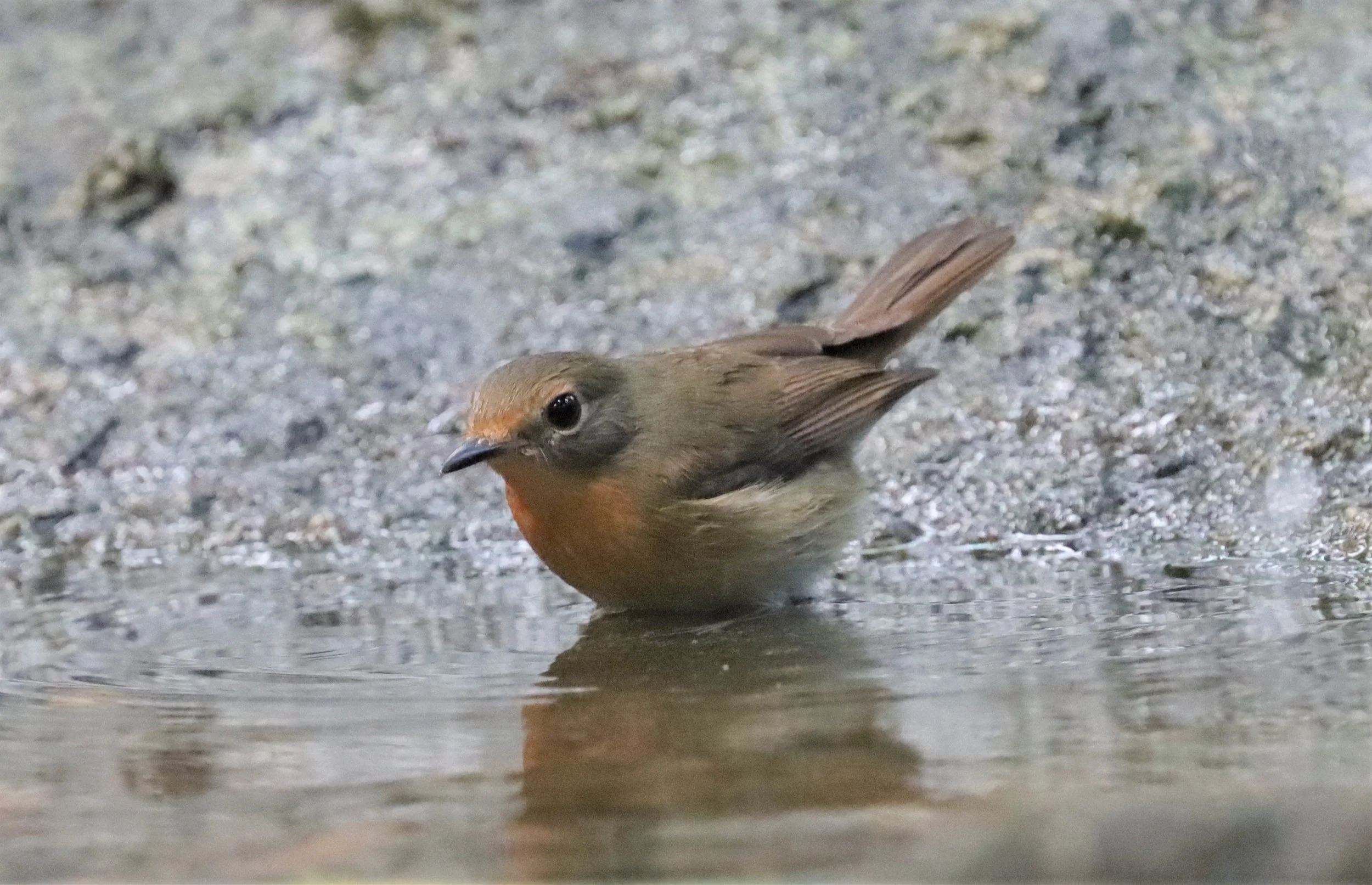 FLYCATCHER - LARGE BLUE FLYCATCHER - Cyornis magnirostris - WAT THAM PRATHUN CHONBURI (81).jpg