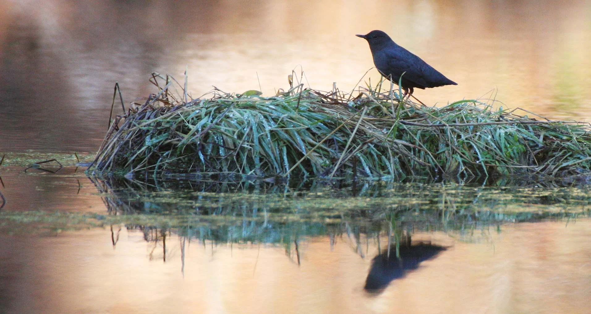 American dipper (Cinclus mexicanus) Hoh Rainforest Washington State (28).JPG