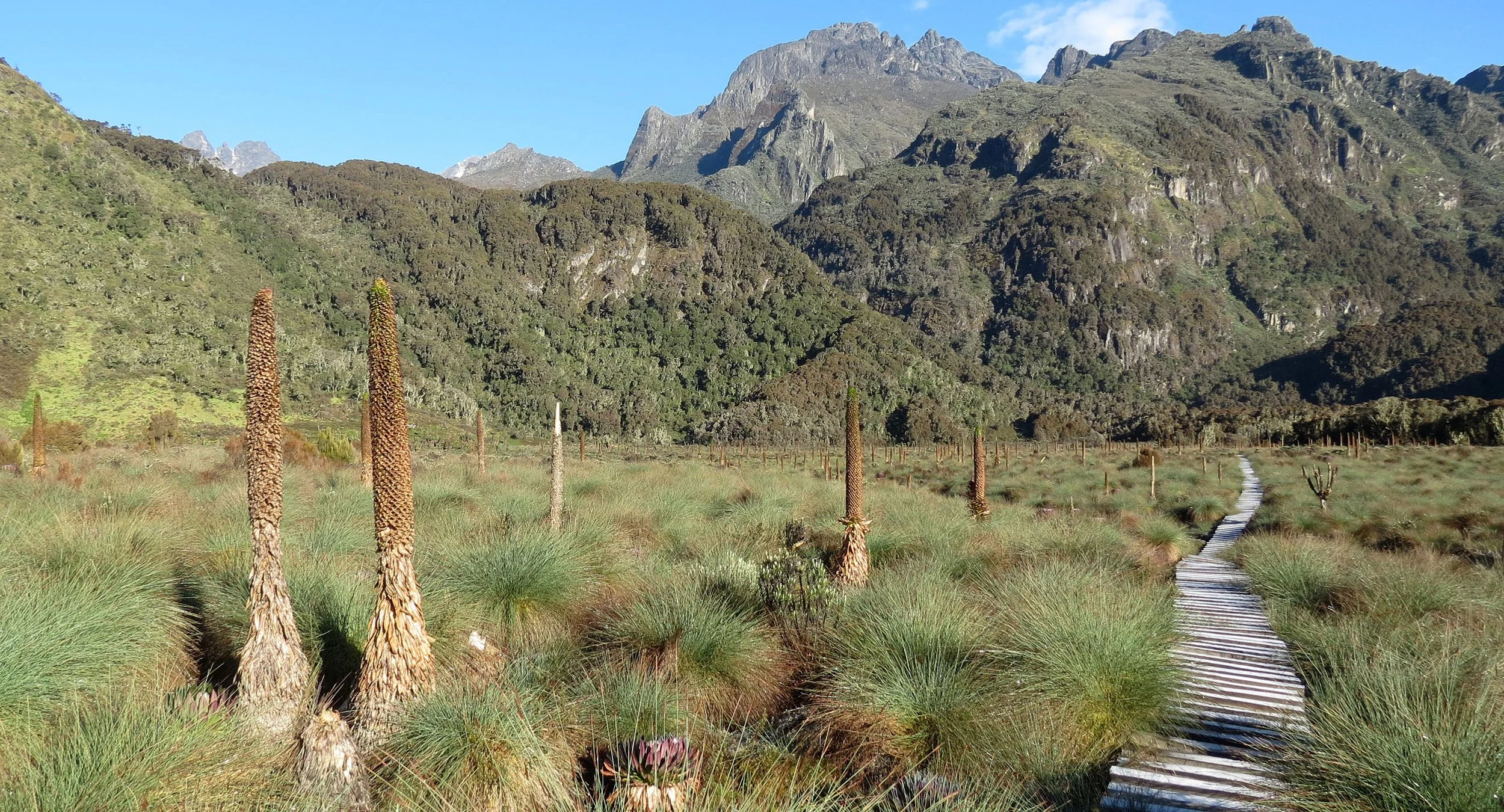 RWENZORI NATIONAL PARK UGANDA (262).JPG