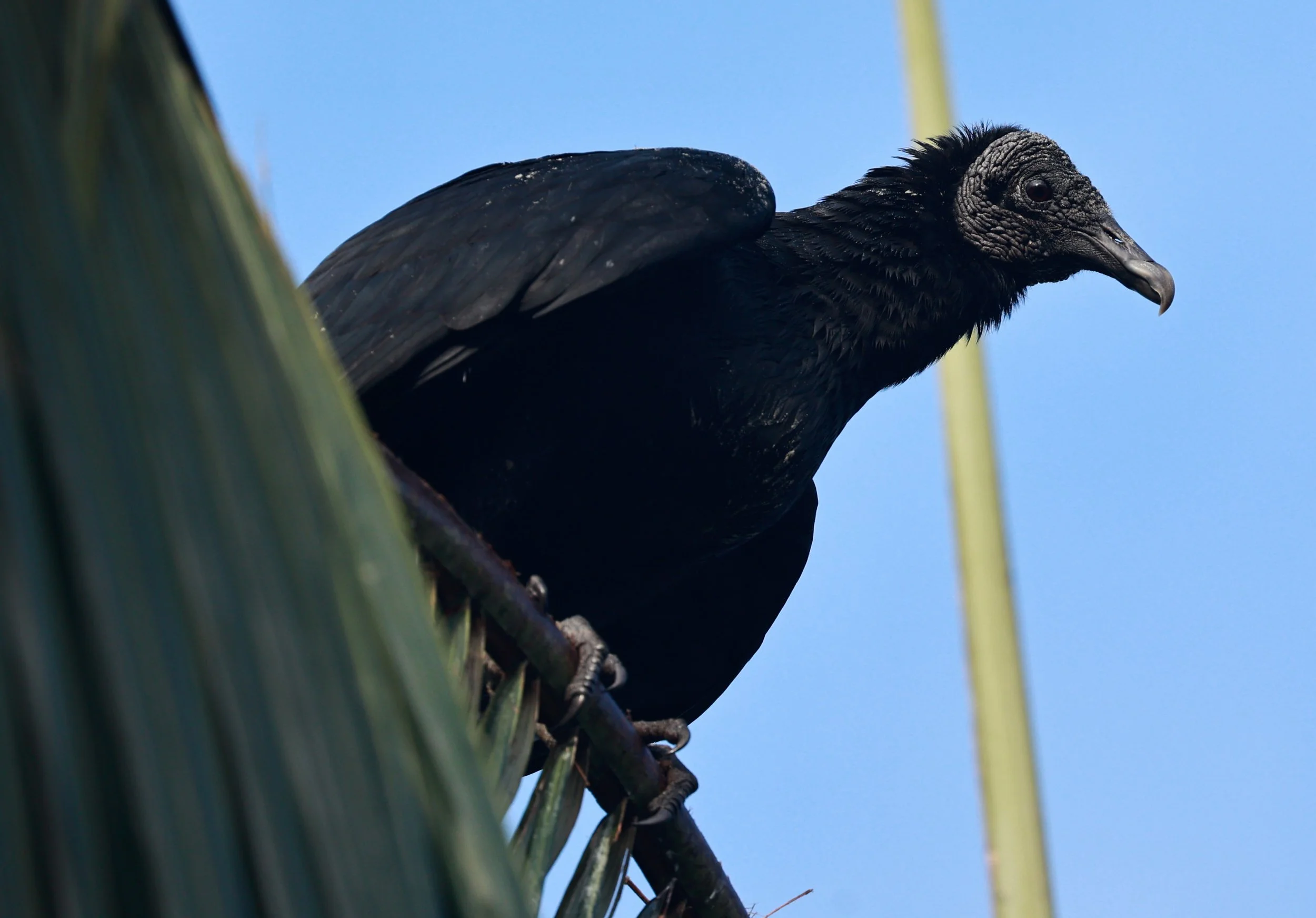 American Black Vulture (Coragyps atratus) Superagui National Park, Brazil (2).jpg