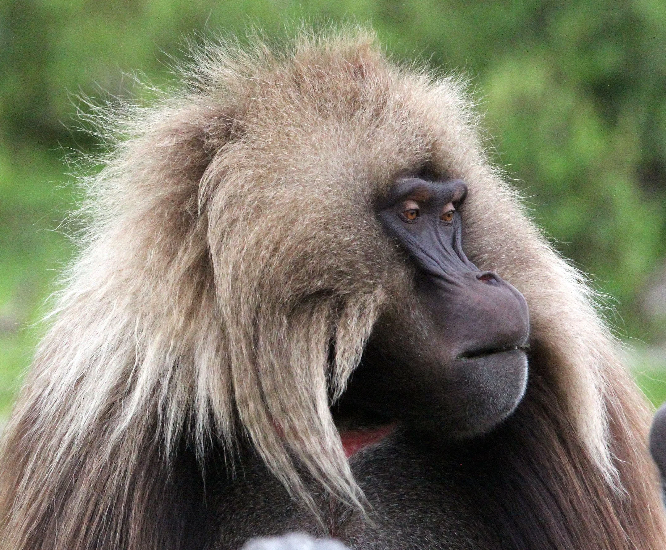 CERCOPITHECIDAE - Theropithecus gelada - GELADA - SIMIEN MOUNTAINS NATIONAL PARK ETHIOPIA (1784).JPG
