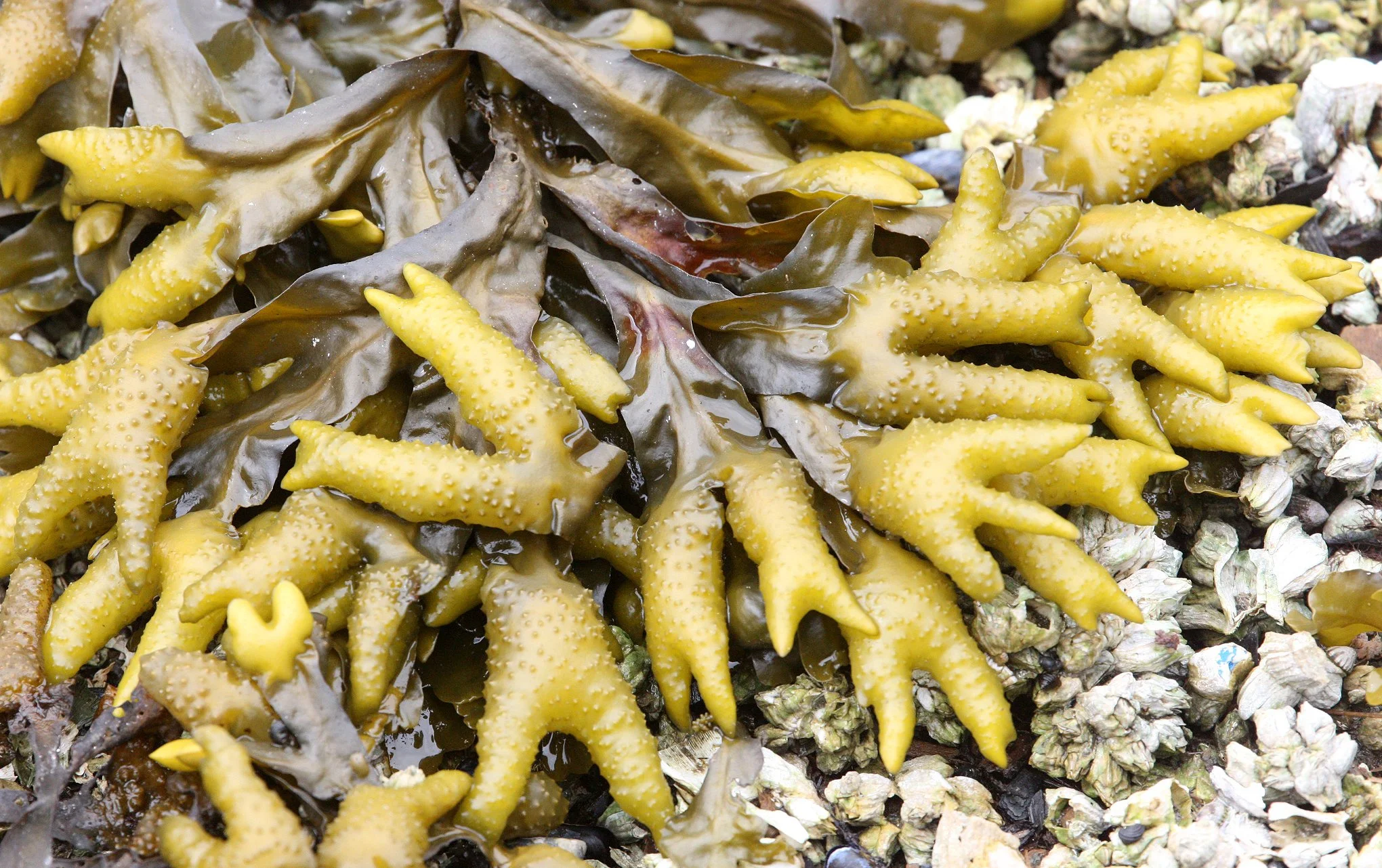 ALGAE - FUCUS SPECIES - KNIGHT'S INLET BRITISH COLUMBIA.JPG