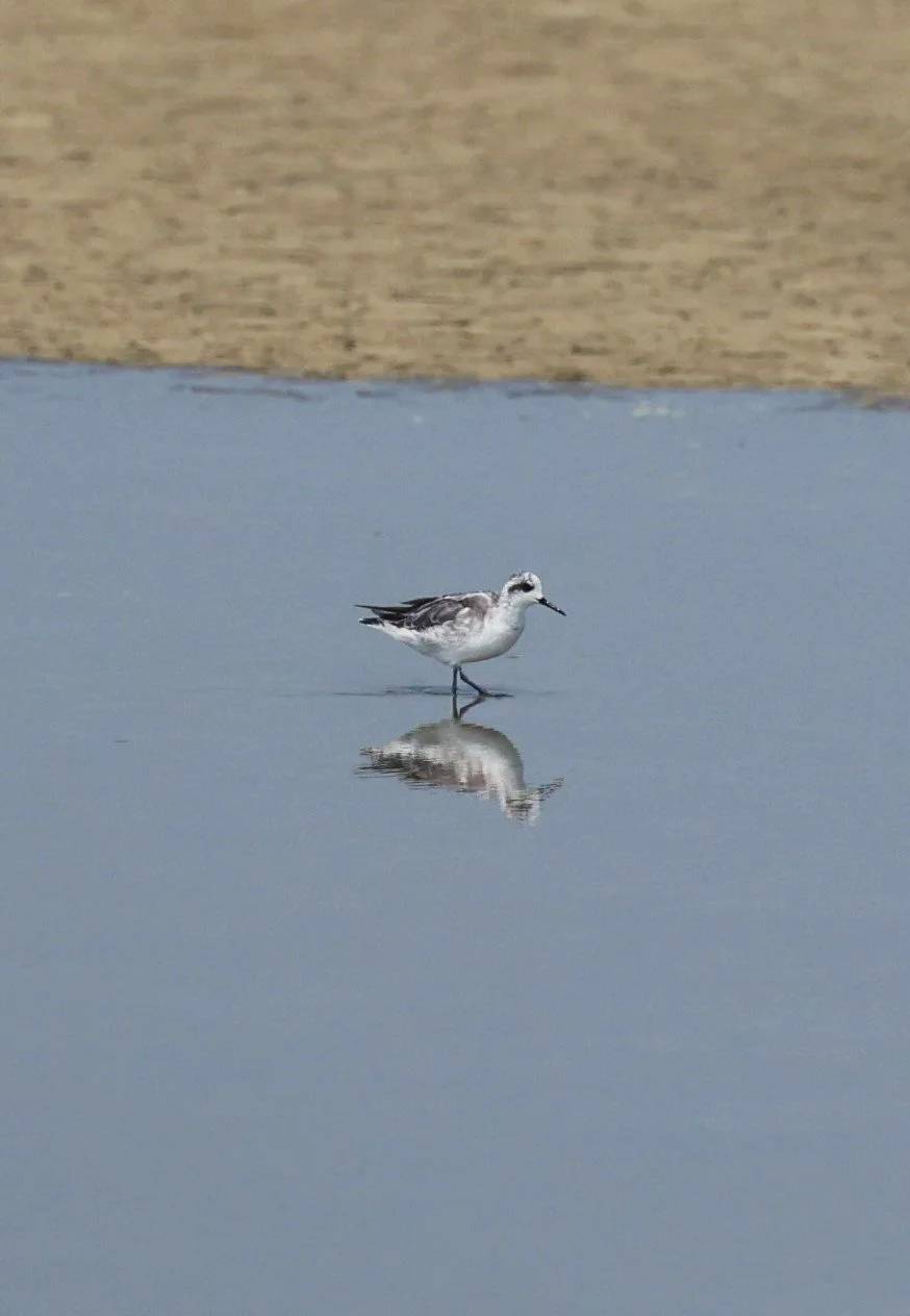 PHALEROPE - RED-NECKED PHALEROPE - Phalaropus lobatus - PAK THALE SALT PONDS MARCH 2022 (3).jpg