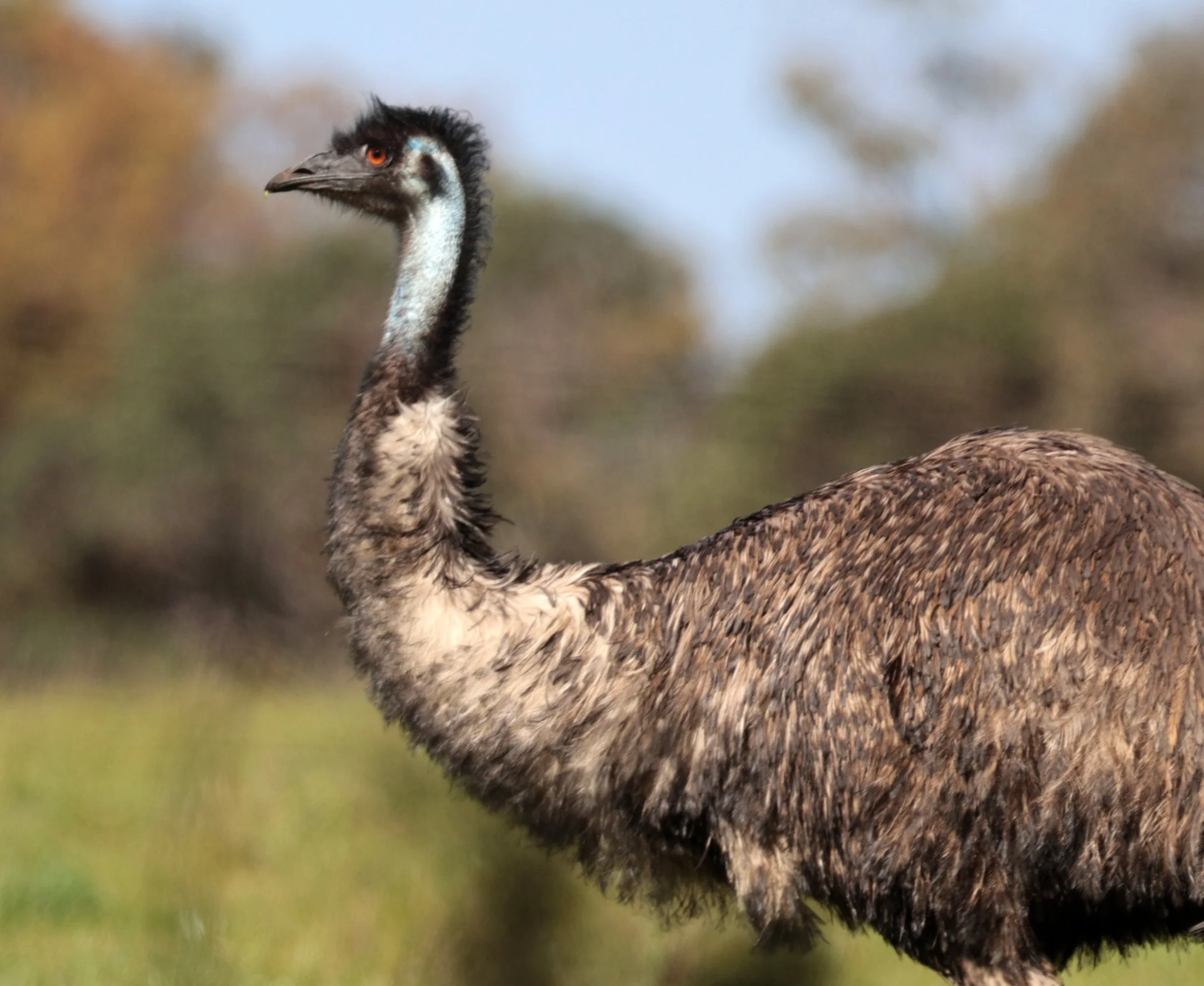Emu (Dromaius novaehollandiae) Mt Frankland NP - Western Australia (65).jpg