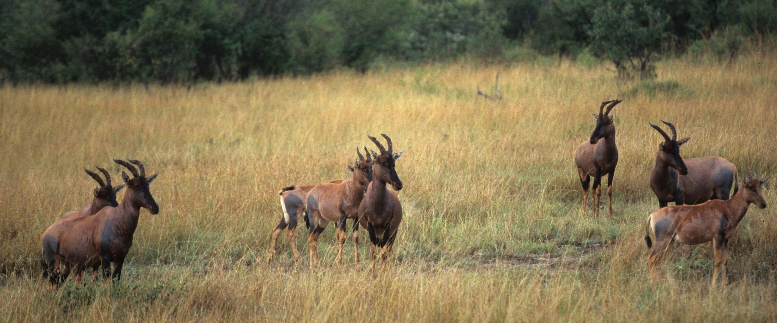 BOVID - TOPI - UGANDA (2).jpg