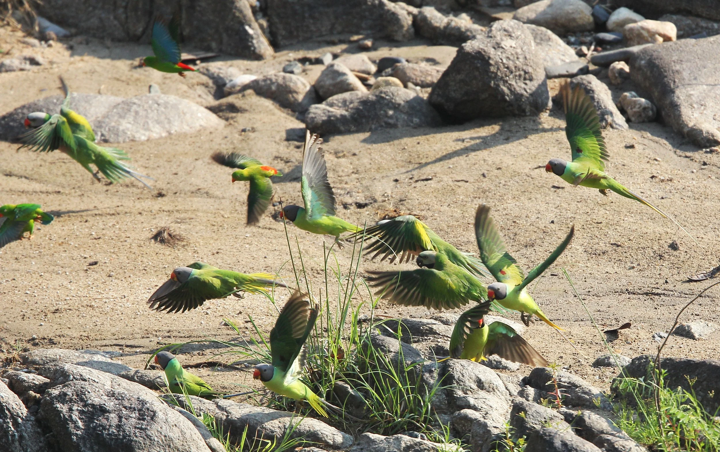 BIRD - PARAKEET - RED BREASTED, GREY-HEADED PARAKEETS & VERNAL HANGING PARROT -  HUAI KHA KHAENG NATURE RESERVE - THAILAND (22).jpg