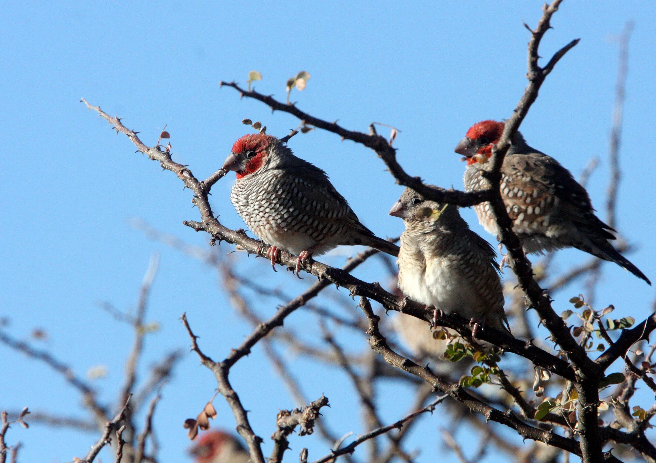 Red-headed Finch (Amadina erythrocephala) Etosha NP, Namibia (6).JPG