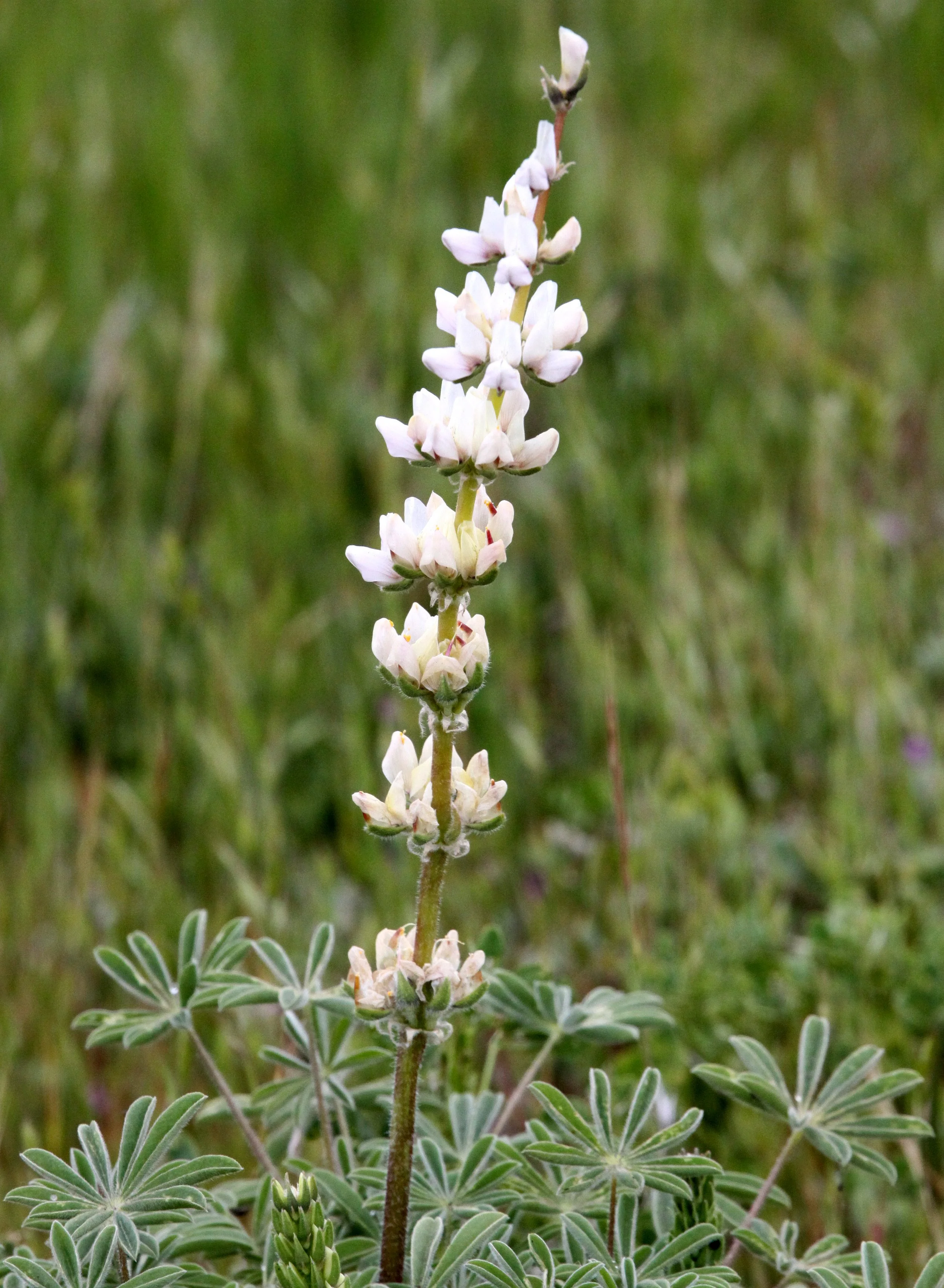 FABACEAE - LUPINUS SPECIES - PINNACLES NATIONAL MONUMENT CALIFORNIA (49).JPG