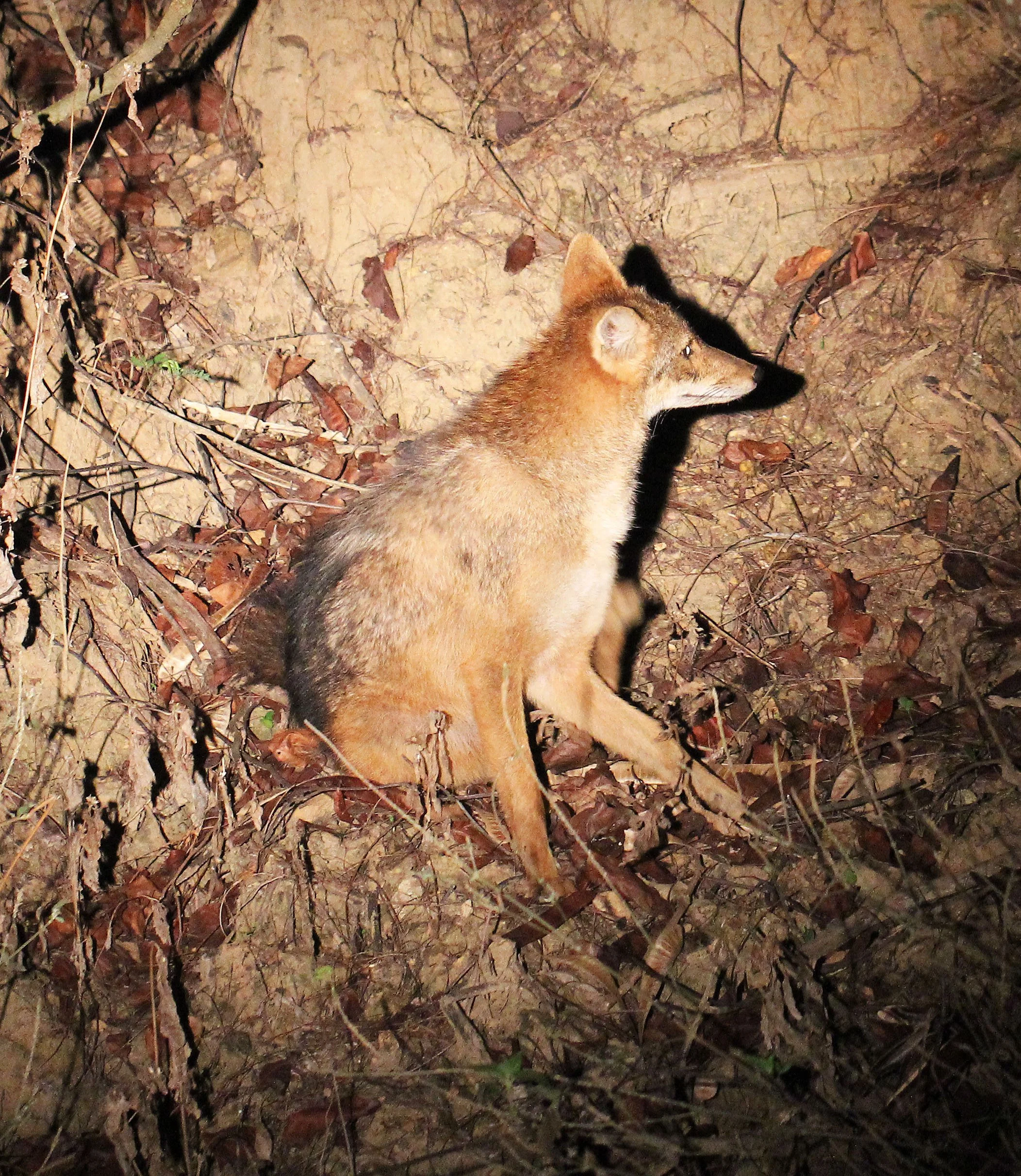 JACKAL - Canis aureus cruesemanni - INDOCHINESE (ASIAN GOLDEN) JACKAL - KHAO PANG MA NONHUNTING AREA THAILAND (17).JPG