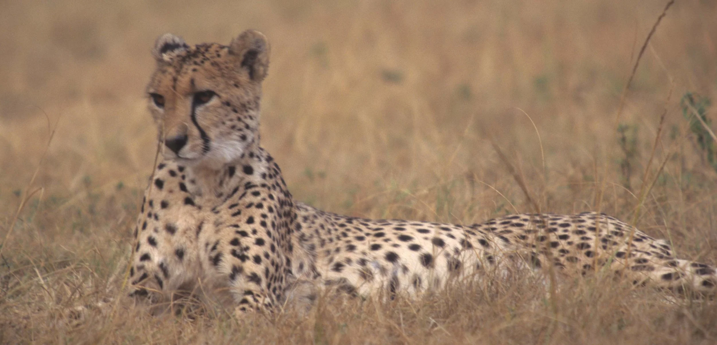 FELID - CHEETAH - KRUGER (6).jpg
