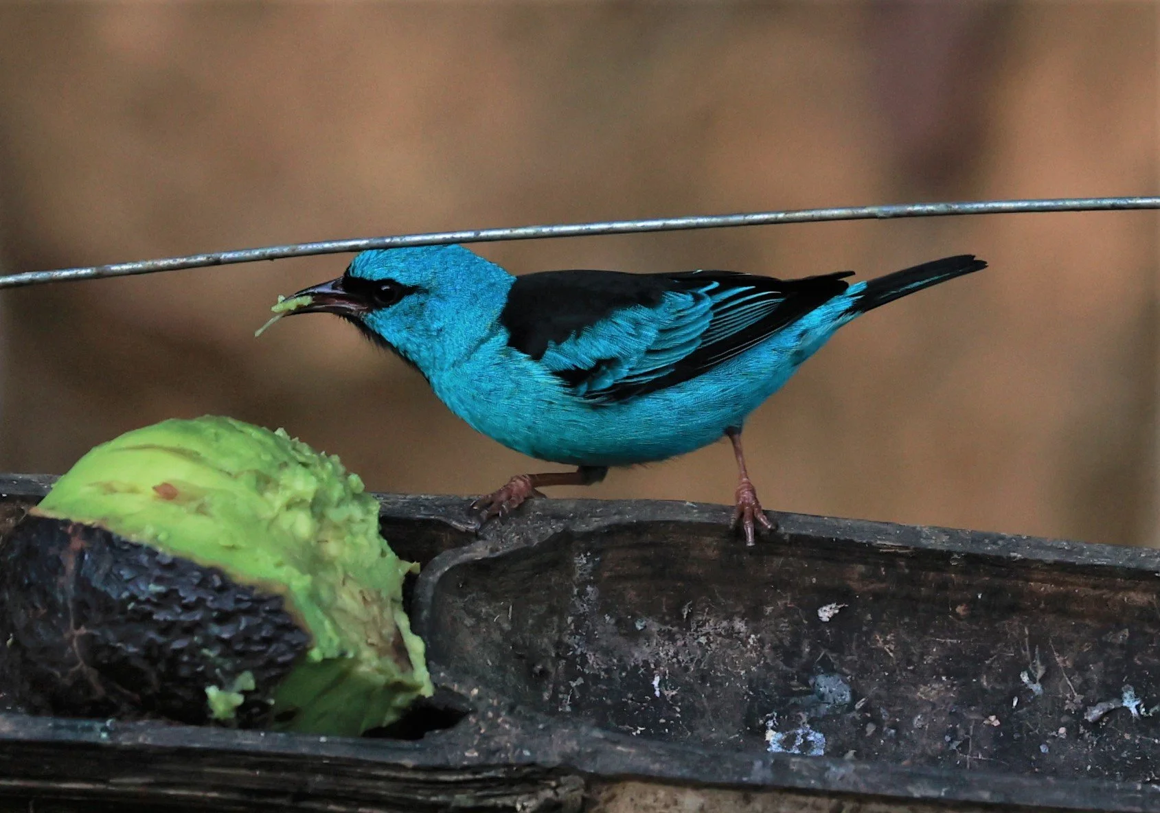 Dacnis - Blue Dacnis - Dacnis cayana - Espirito Santo, Santa Teresa, Pousada Vita Verde (7).jpg