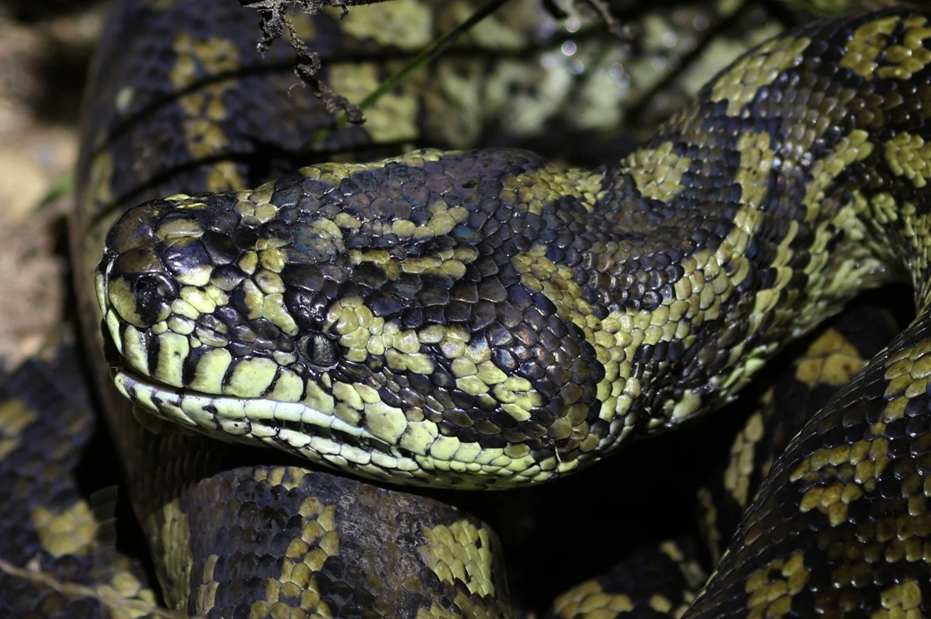 Carpet Python (Morelia spilota) Mount Hypipamee Crater NP & Vicinity - Queensland (4).jpg