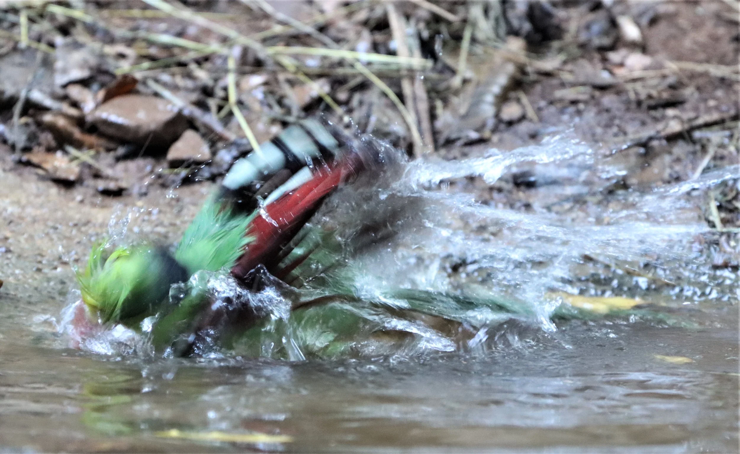 MAGPIE - COMMON GREEN MAGPIE - Cissa chinensis - NEUNG HIDE KAENG KRACHAN (17).jpg