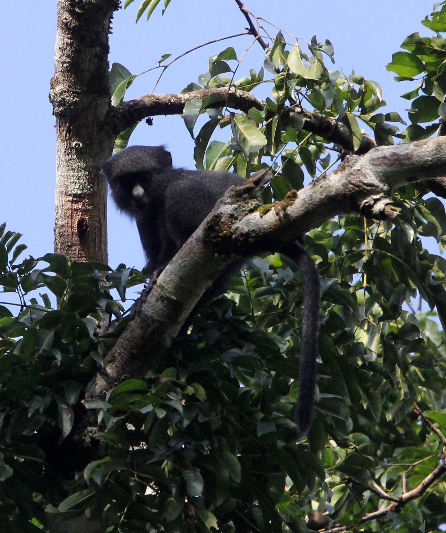 Cercopithecus nictitans Putty-nosed Monkey — Coke Smith Wildlife