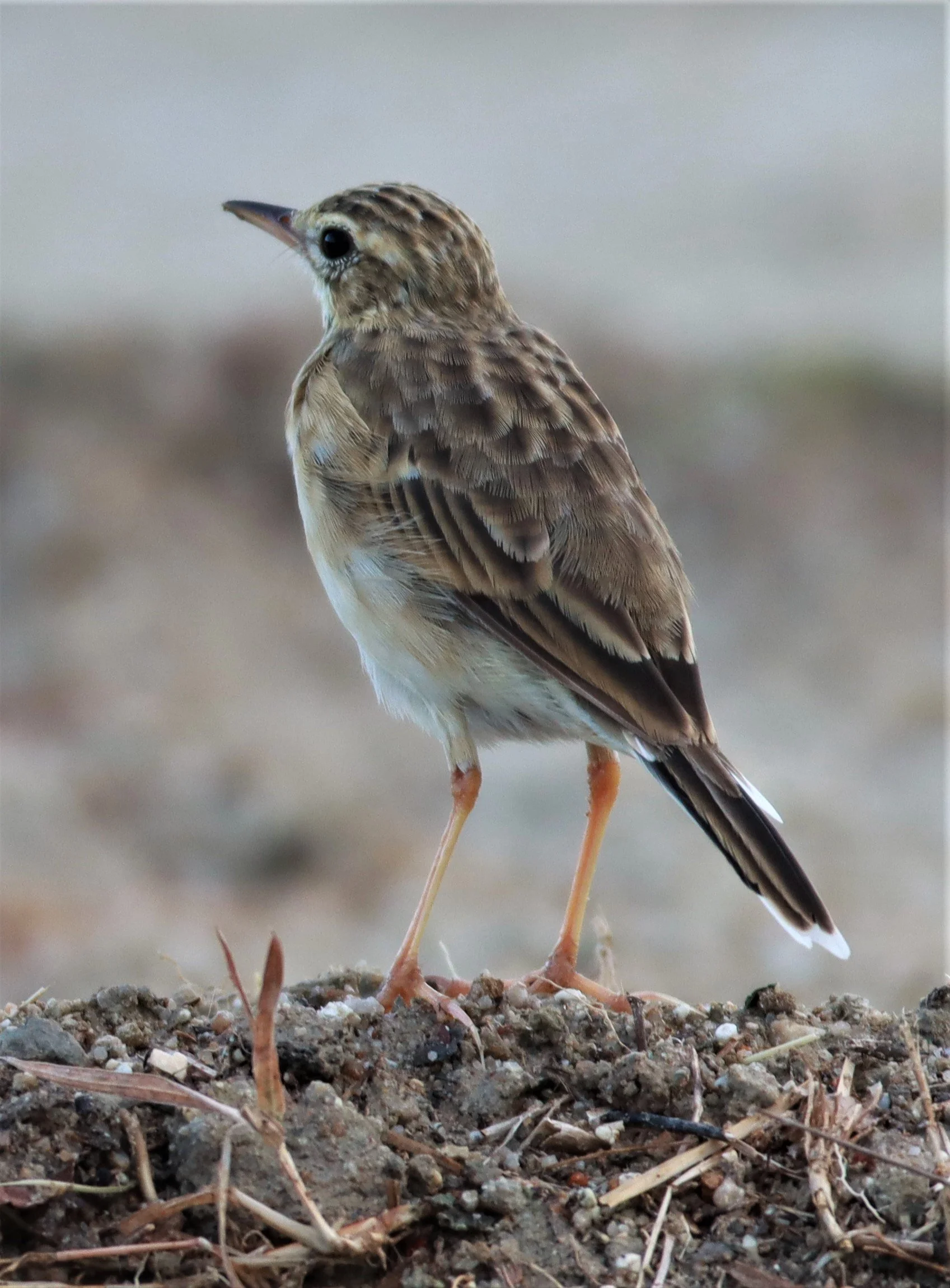 Paddyfield Pipit (Anthus rufulus) PRACHUAP KHIRI KHAN AREA (1).jpg
