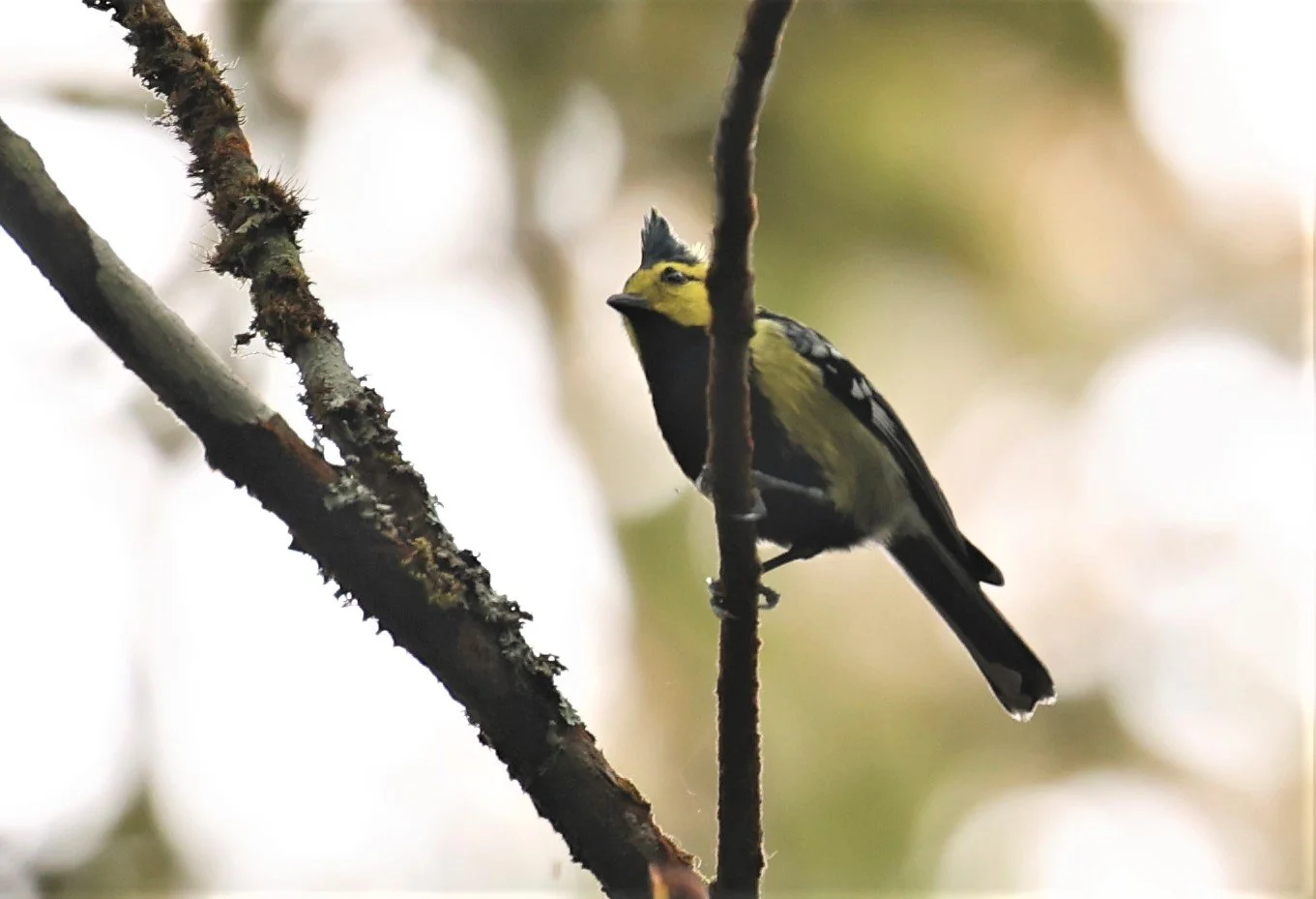 Yellow-cheeked Tit (Machlolophus spilonotus) Doi Inthanon NP, Thailand (3).jpg