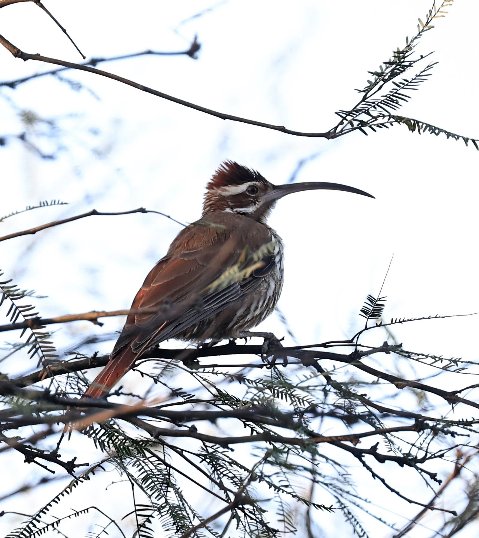 Scimitar-billed Woodcreeper (Drymornis bridgesii) Hotel Iparoma Campestre Paraguay (6).jpg
