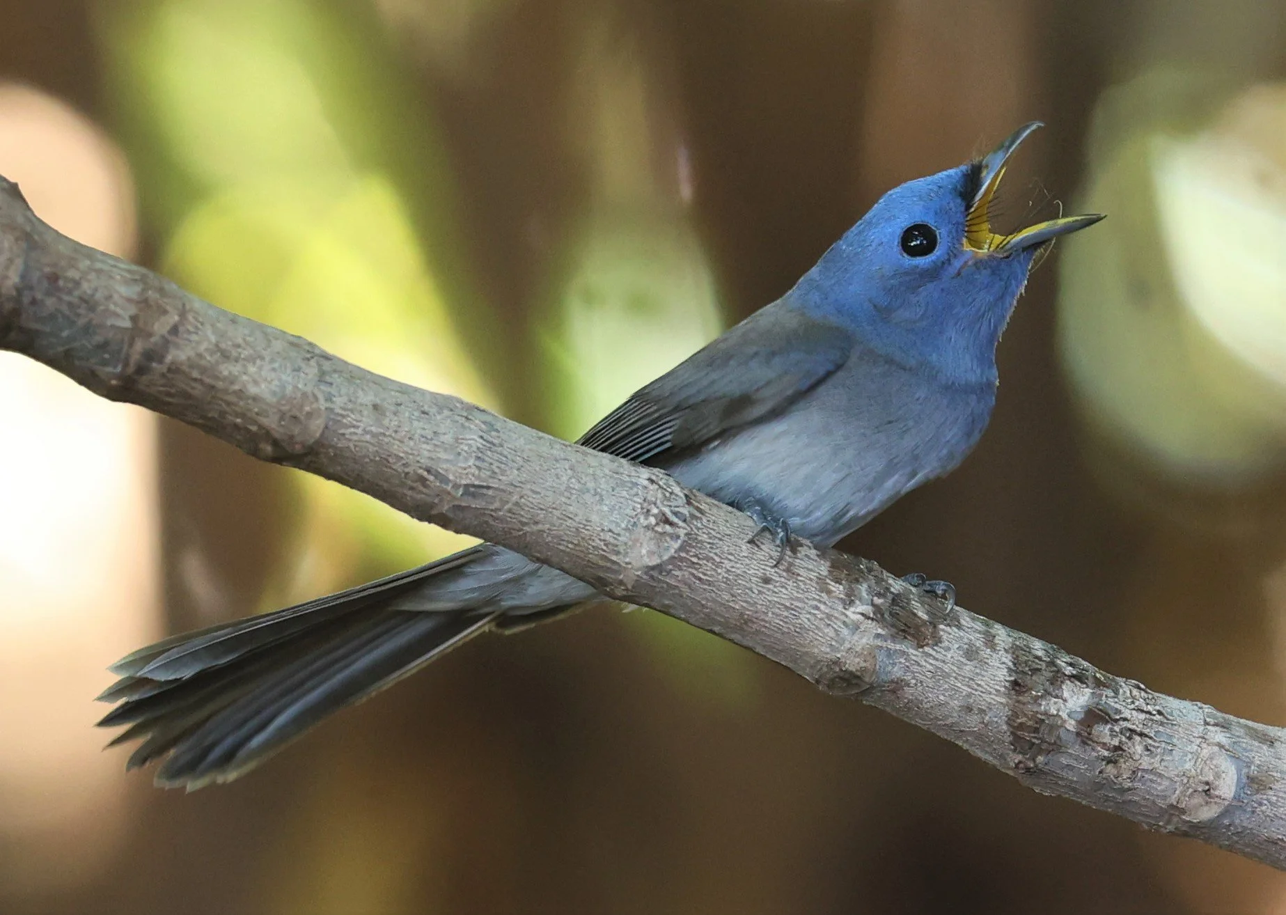 MONARCH - BLACK-NAPED MONARCH - Hypothymis azurea - BANG PU 11 DEC 2021 (1).jpg