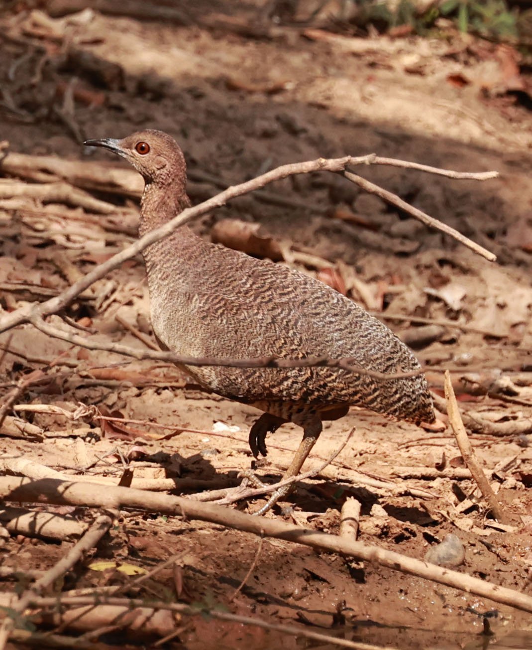 Undulated Tinamou (Crypturellus undulatus) Porto Alegre Lodge, Pantanal