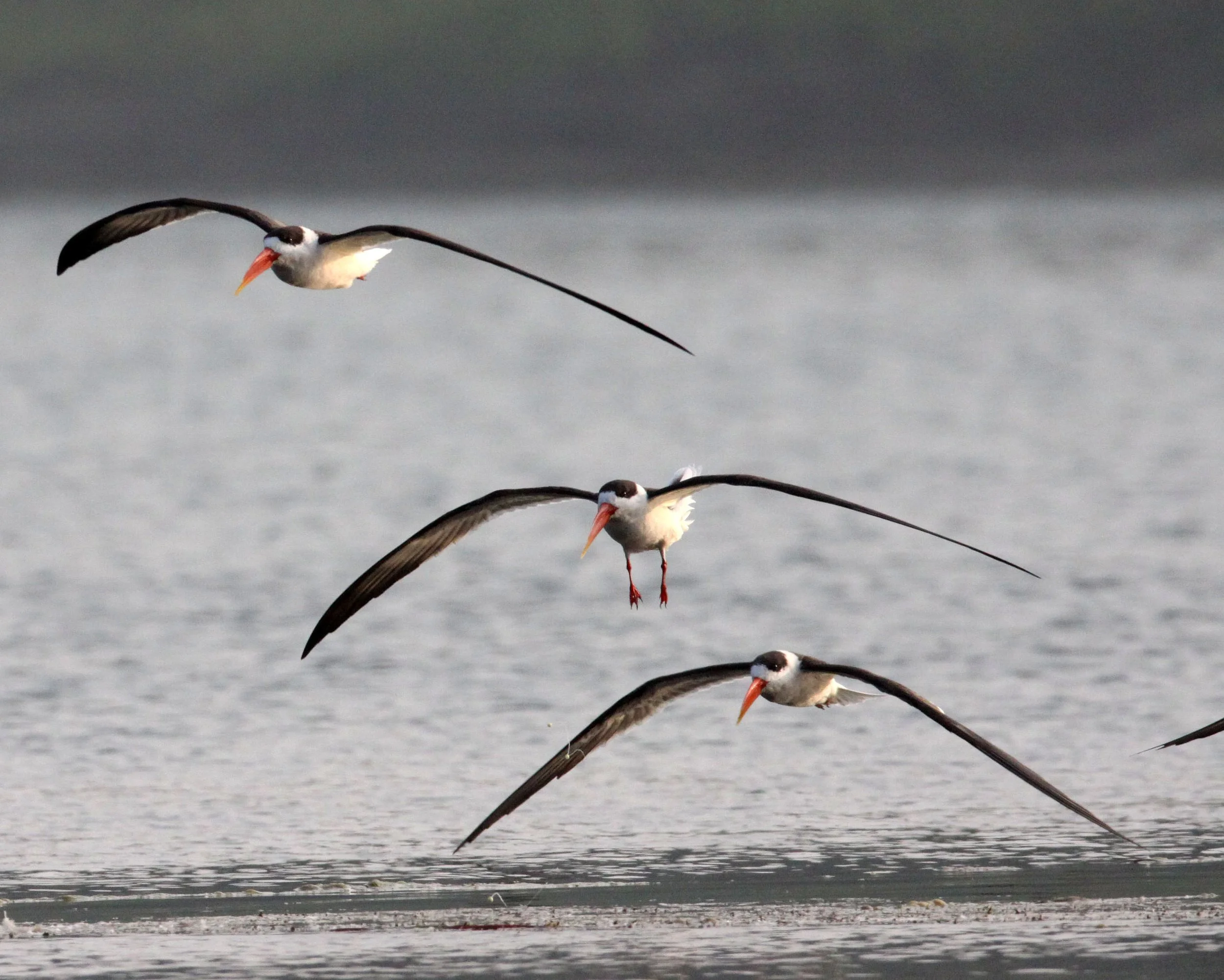 BIRD - SKIMMER - INDIAN SKIMMER - CHAMBAL SANCTUARY INDIA (80).JPG