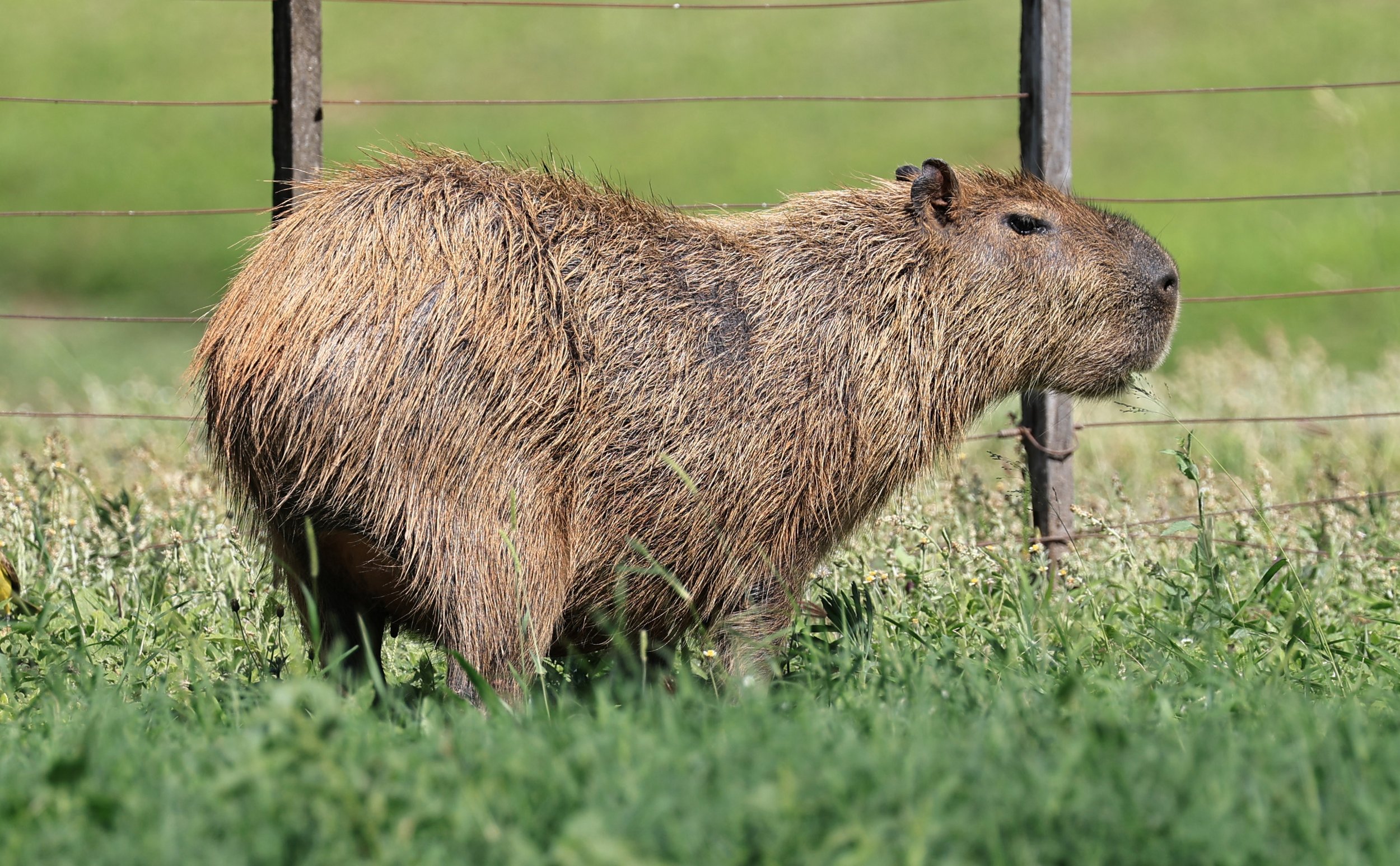 Capybara (Hydrochoerus hydrochaeris) Loma Plata Paraguay - Brunnen Strasse (40).jpg
