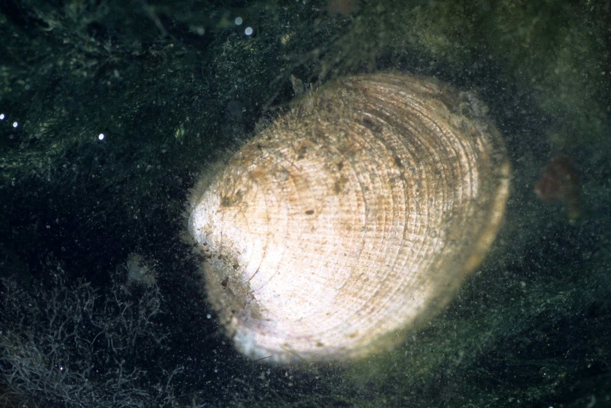 INVERTS - INTERTIDAL - MOLLUSCA - BIVALVE - MACROMA CLAM.jpg