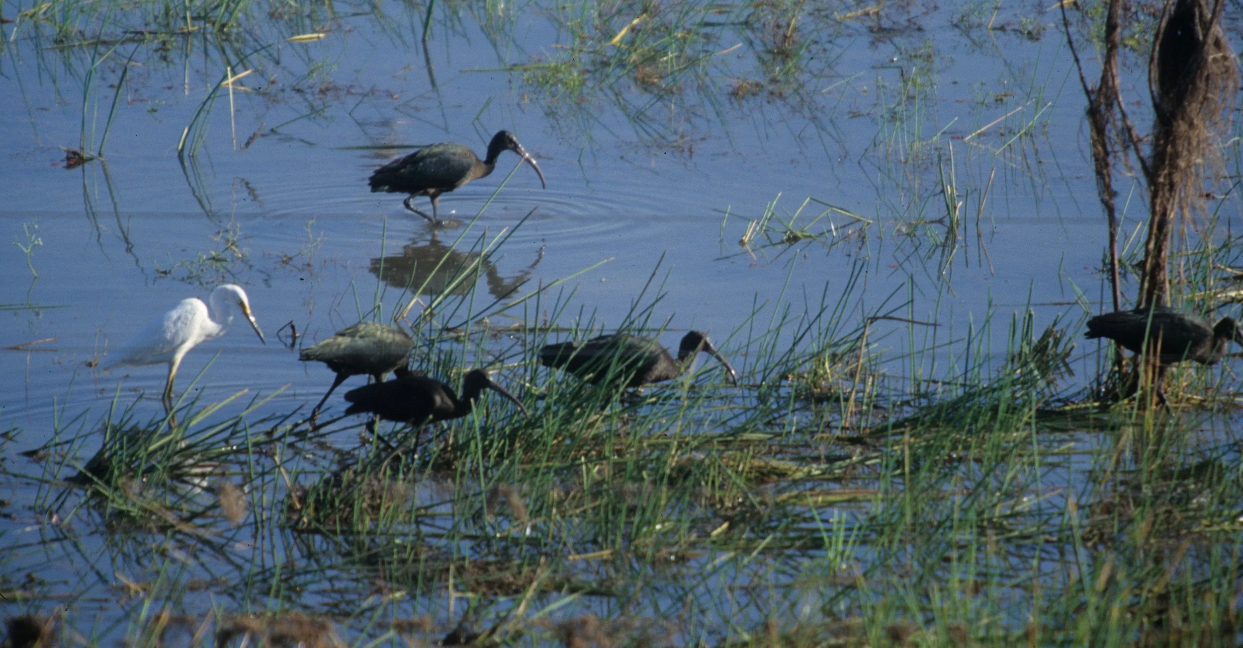 BIRD - IBIS - GLOSSY IBIS - KAKADU NP.jpg