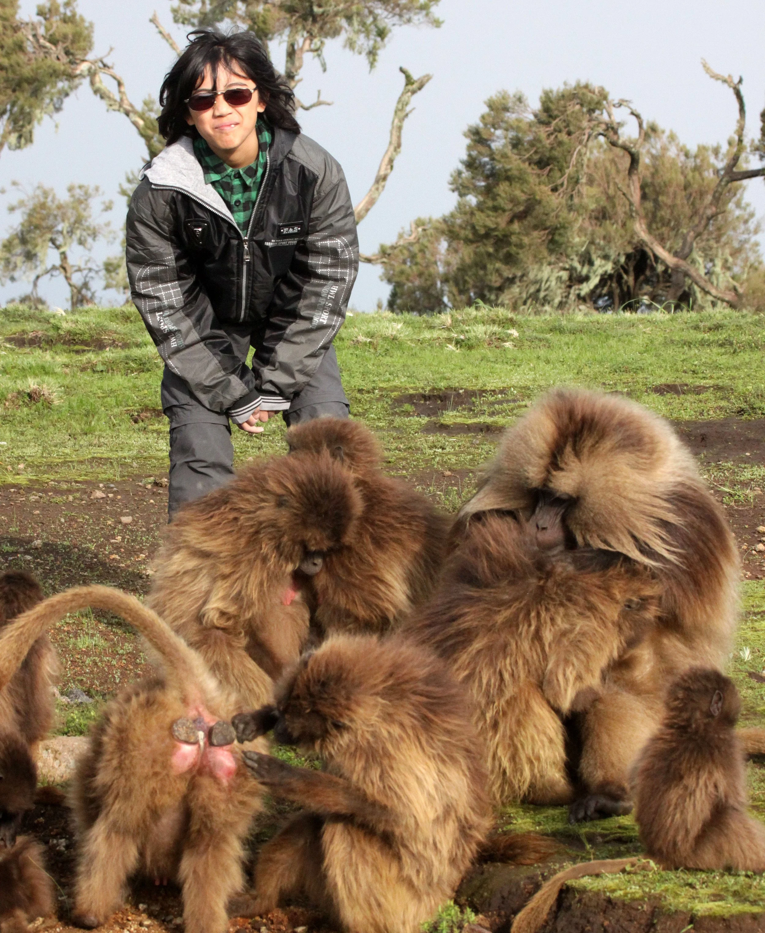 CERCOPITHECIDAE - Theropithecus gelada - GELADA - SIMIEN MOUNTAINS NATIONAL PARK ETHIOPIA (1570).JPG