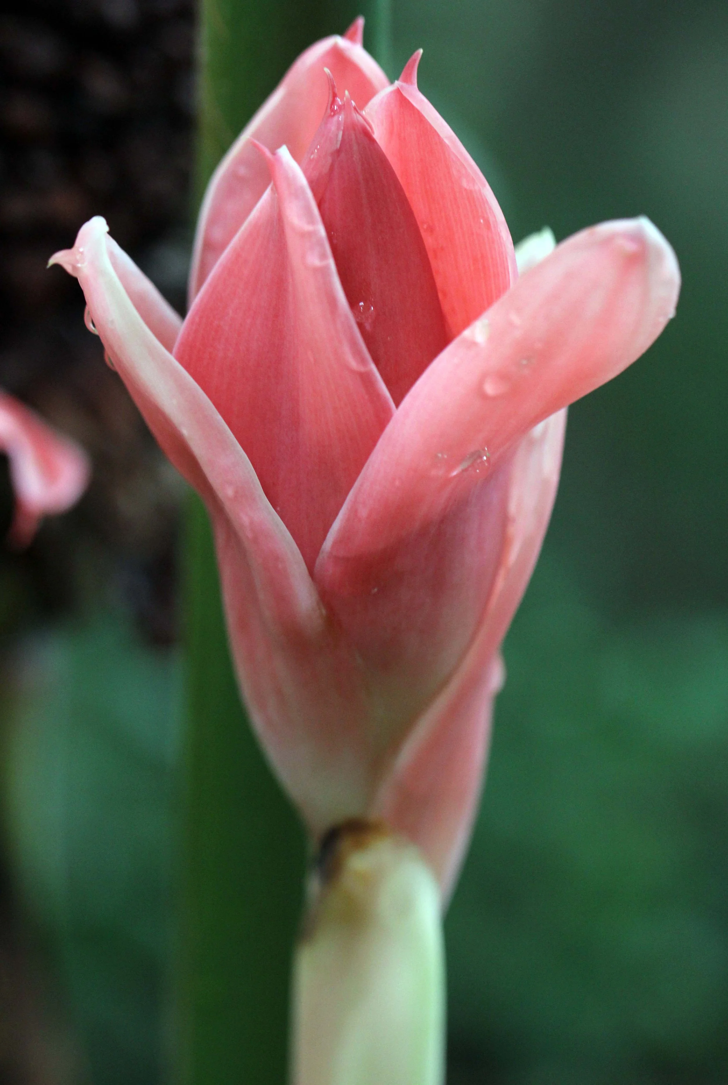 2013 in Nakhonsithammarat and some Krabi with Family (38).JPG