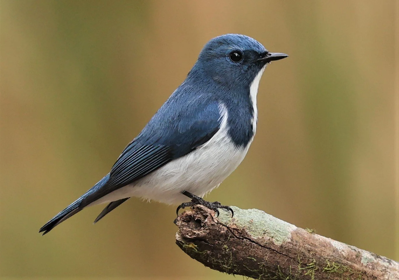 FLYCATCHER - ULTRAMARINE FLYCATCHER - Ficedula superciliaris - DOI LANG WEST, DOI PHA HOM POK NP, CHIANG MAI DEC 2021 (34).jpg