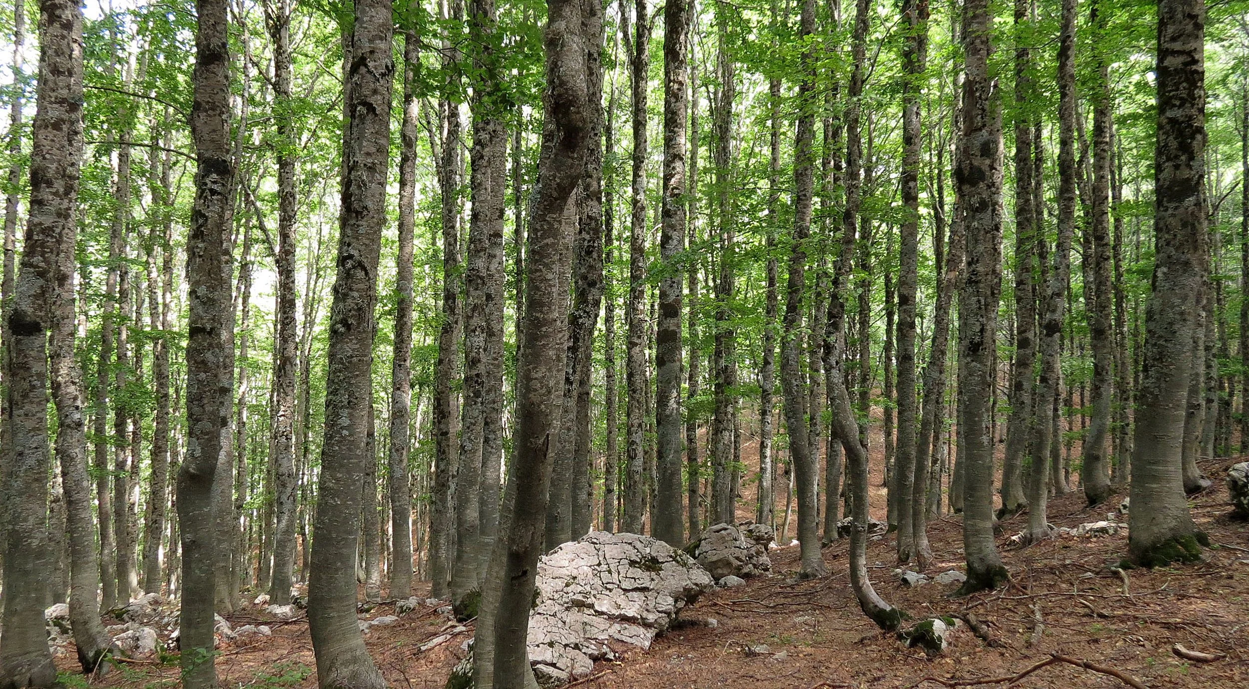 ABRUZZO NATIONAL PARK ITALY (45).JPG