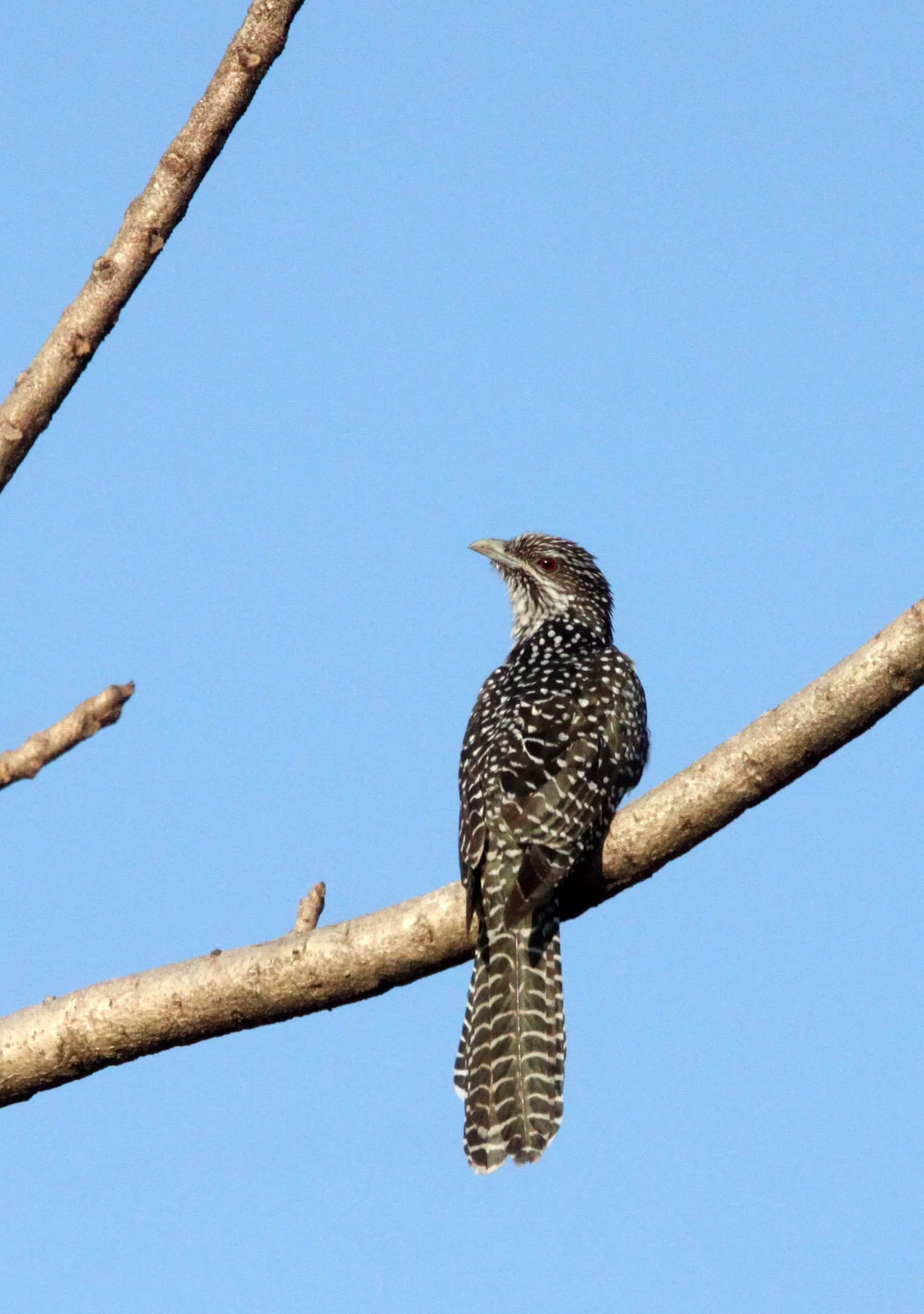 Asian Koel (Eudynamys scolopacea) Sasan Gir Forest Gujarat India (4).JPG