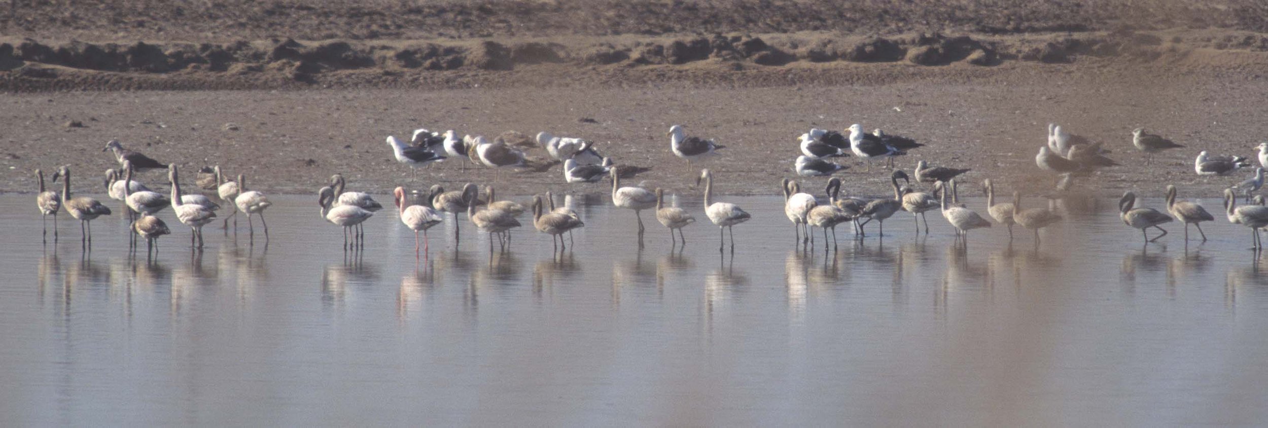 BIRDS - FLAMINGO - GREATER - NAMIBIA COAST 4A.jpg
