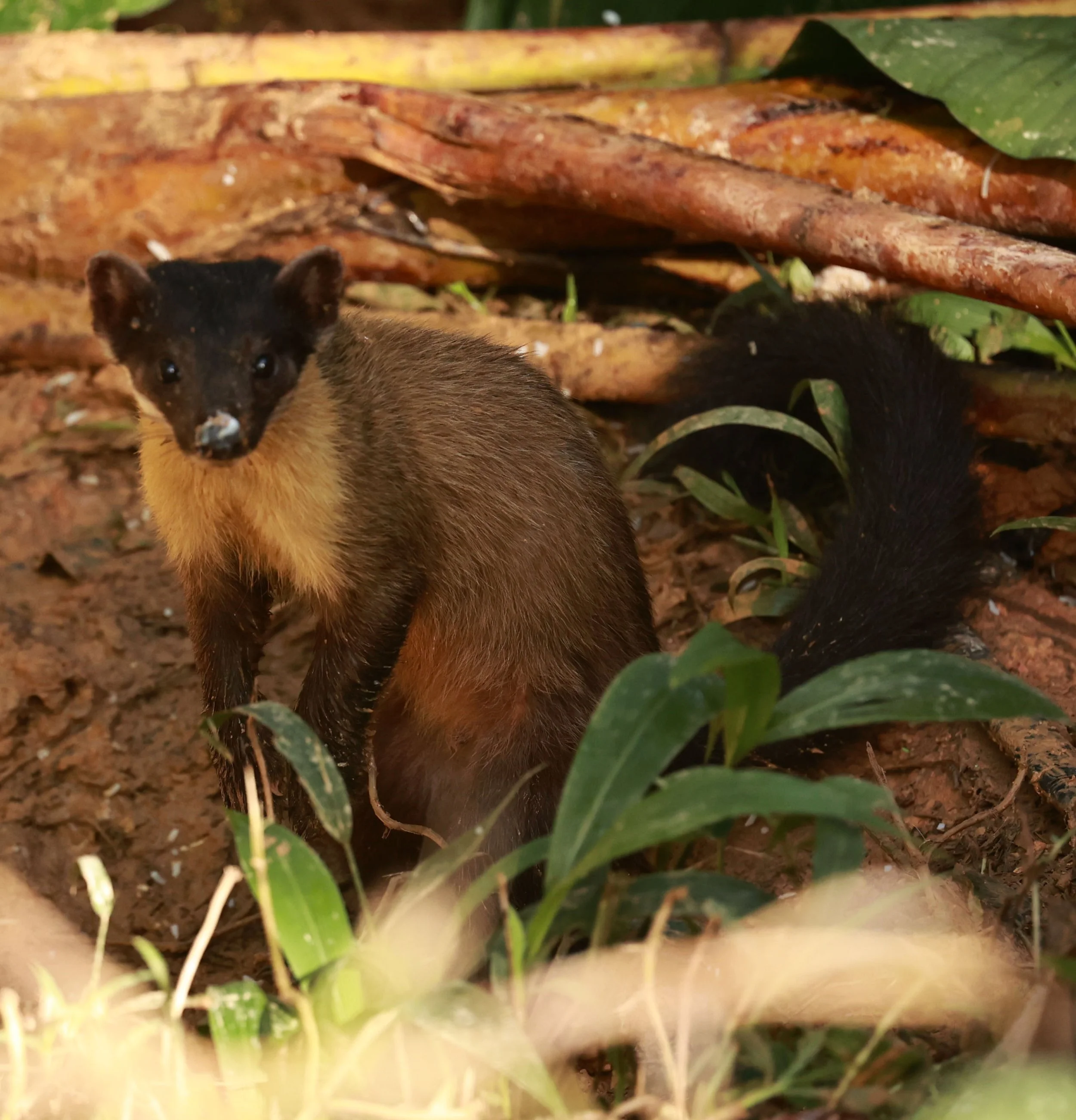 Yellow-throated Marten (Martes flavigula) are fairly common in the Western Forest Complex especially at Chong Yen Campsite