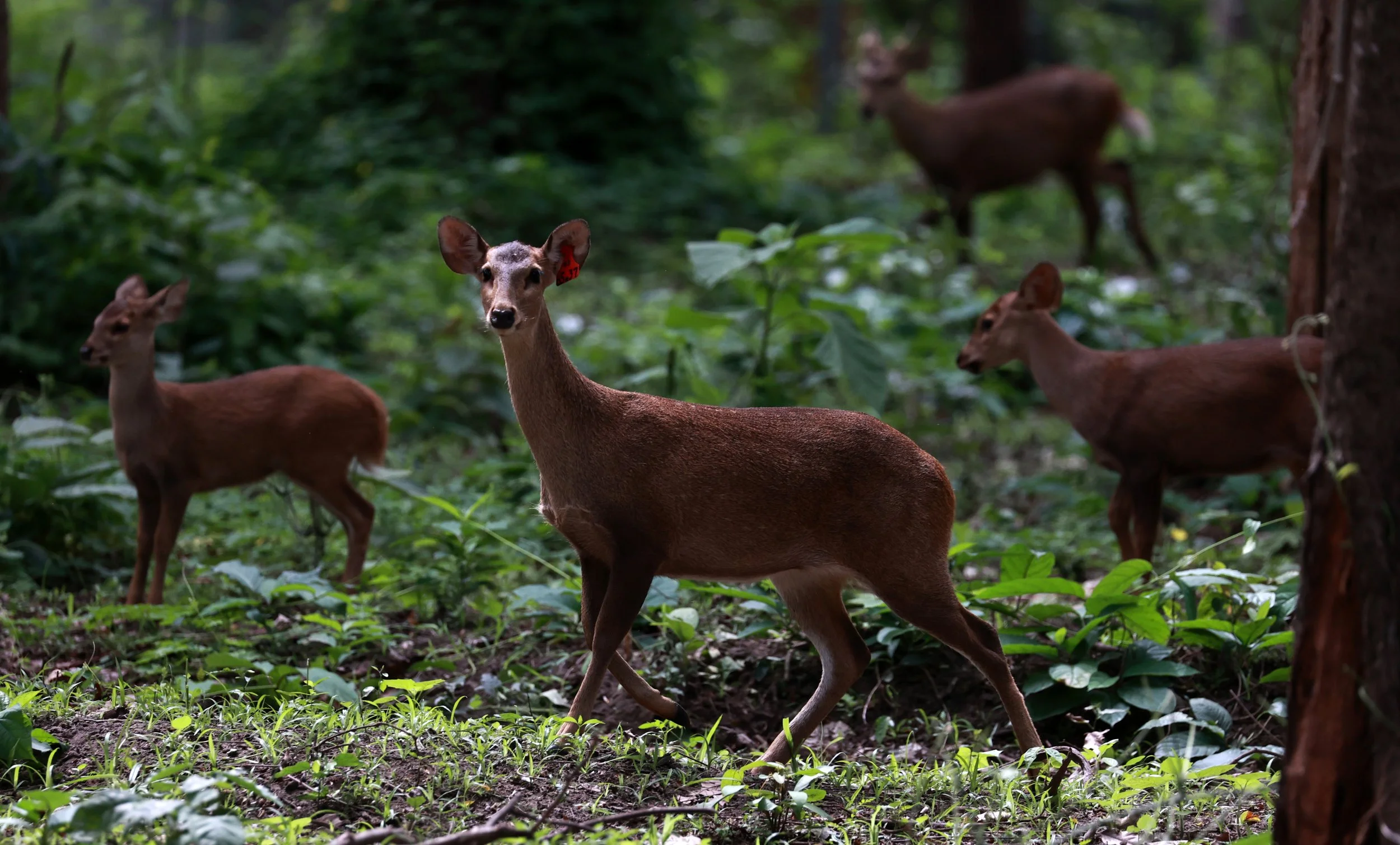 Axis annamiticus - Indochinese Hog Deer - Huai Kha Khaeng Wildlife Sanctuary June 2024 (3).jpg