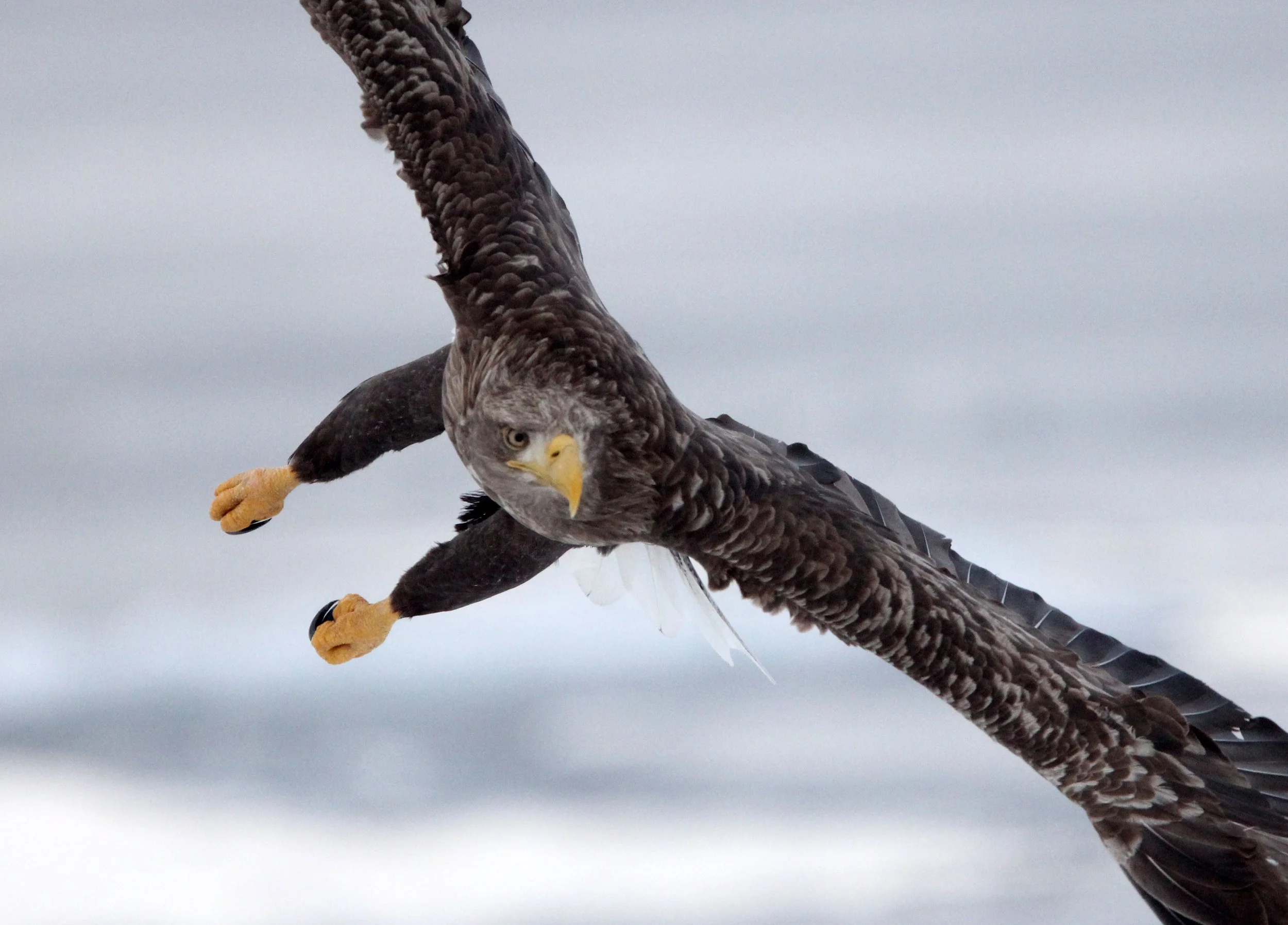 Haliaeetus albicilla - WHITE-TAILED EAGLE - RAUSU, SHIRETOKO PENINSULA, HOKKAIDO JAPAN (290).JPG